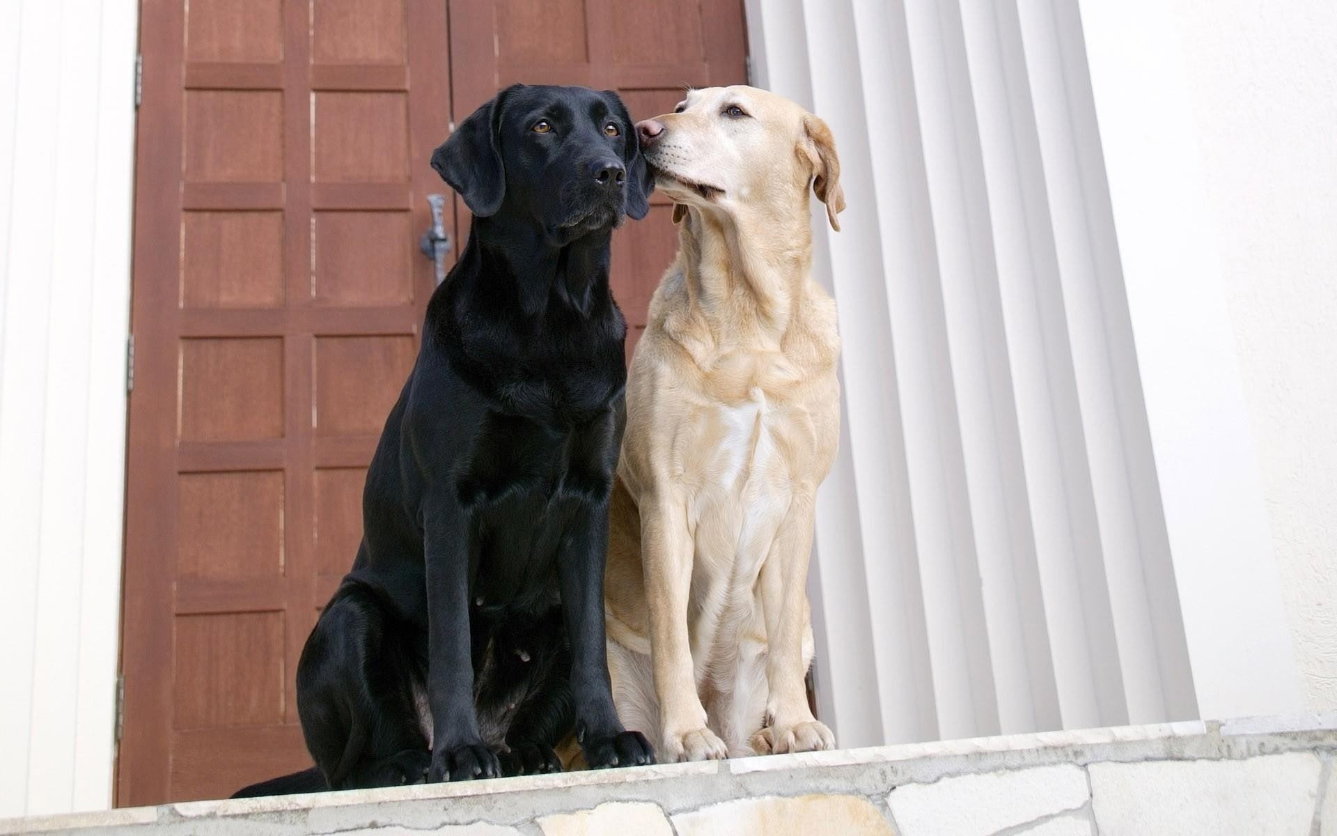 1080P, animals, Labrador Retriever, dog, HD Wallpaper