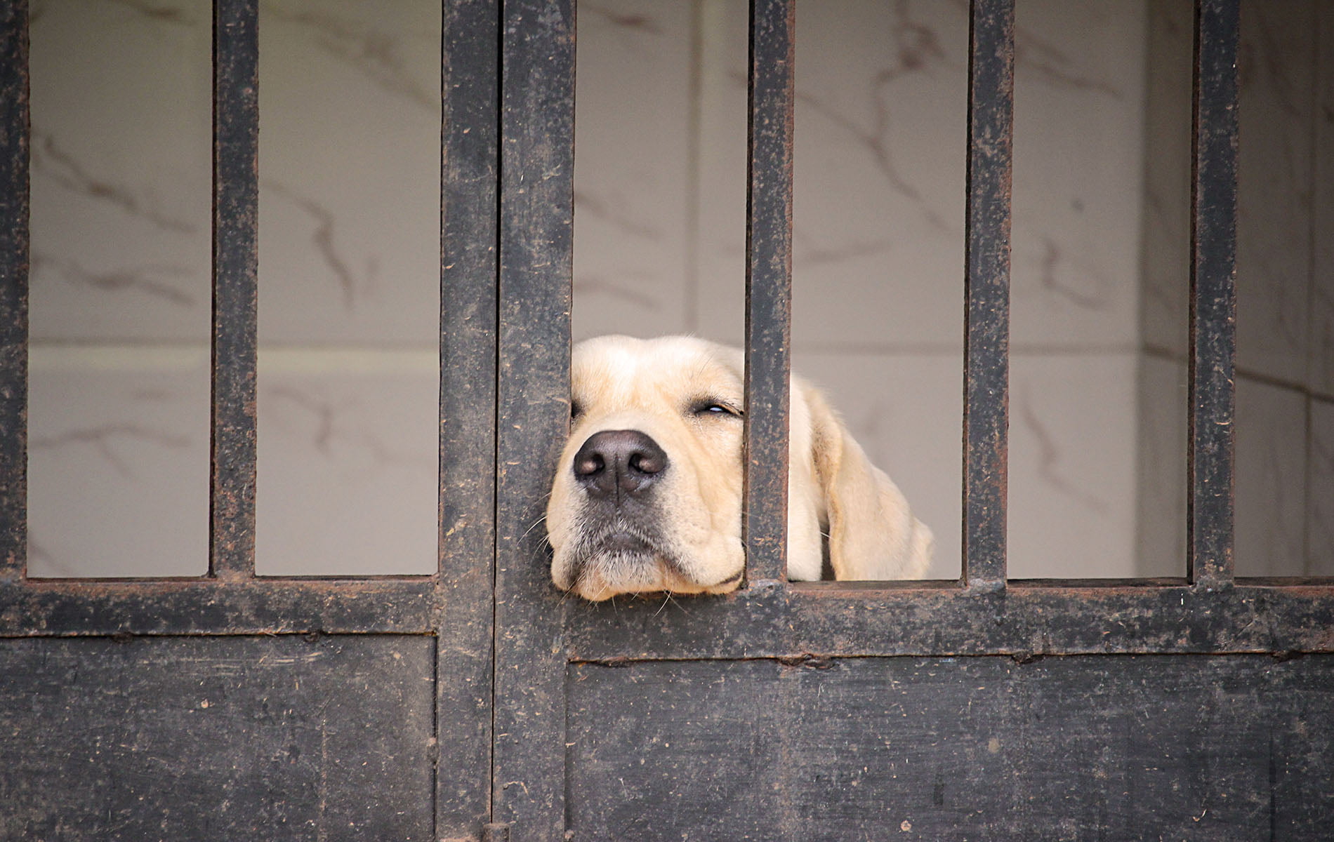 no people, boundary, fence, vertebrate, canine, day, domestic, wood - material, dog, mammal, animal, domestic animals, 720P, animal head, pets, portrait, HD Wallpaper