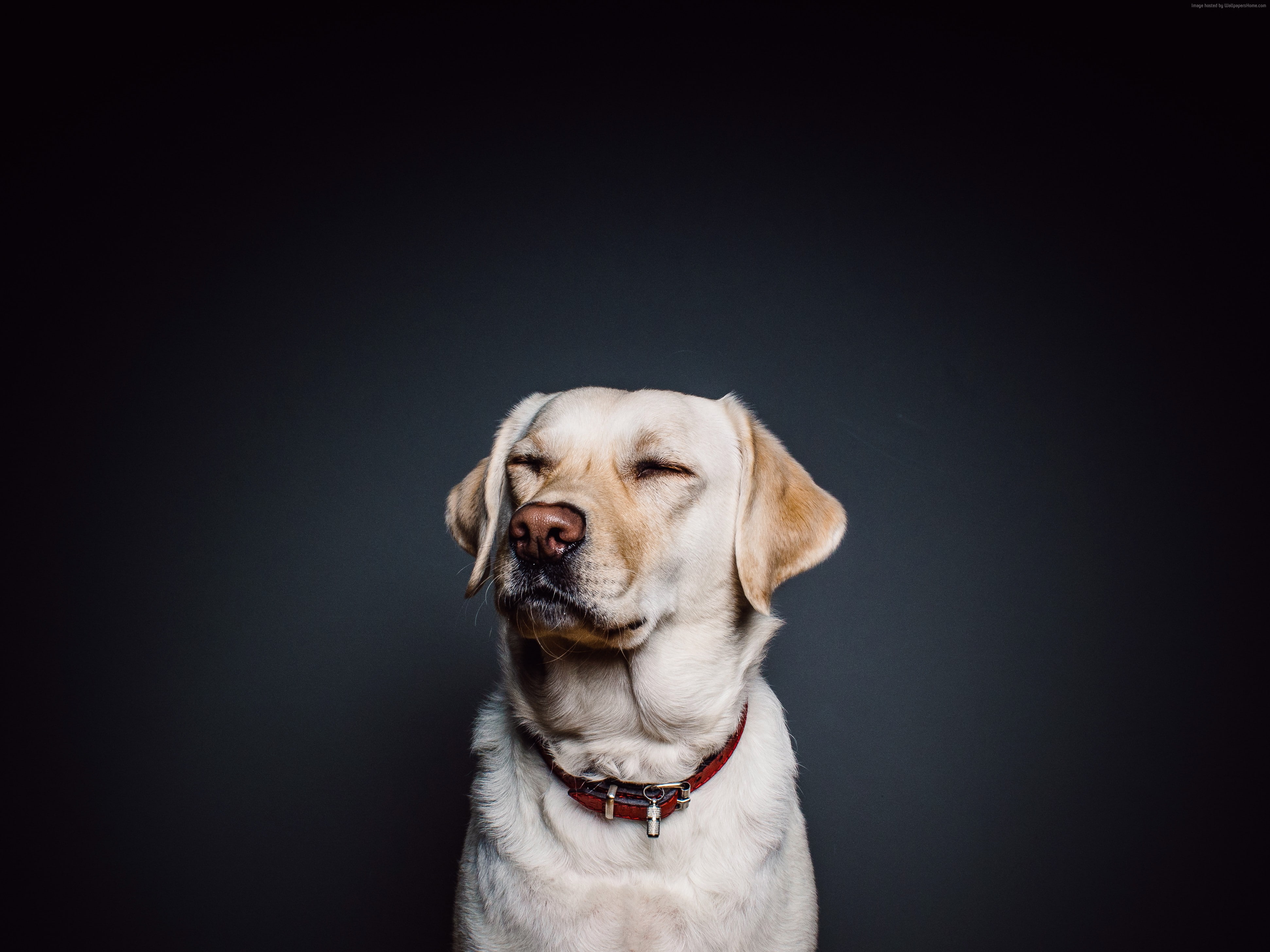 retriever, colored background, 4K, domestic animals, canine, dog, 4K, animal, close-up, no people, studio shot, domestic, animal themes, purebred dog, HD Wallpaper