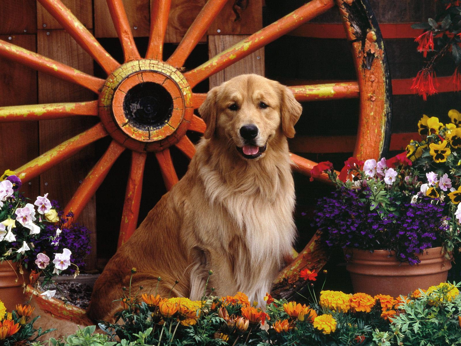 dog, photography, retriever, cute, golden, flowers, golden retriever, animals, 720P, HD Wallpaper