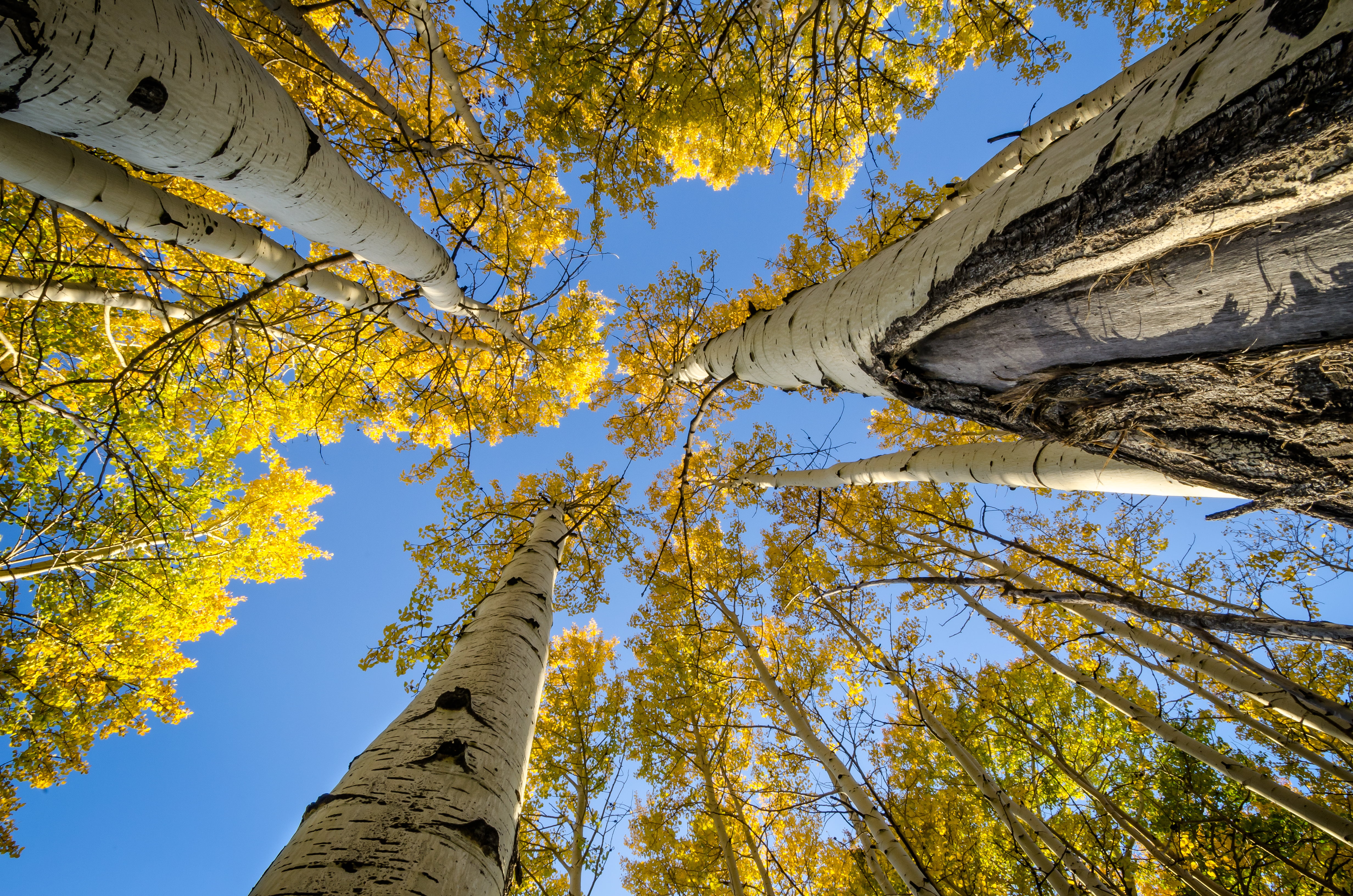 autumn, fall, yellow, Flagstaff  AZ, explore, aspen, 4K, leaves, trees, trunks, Michael Wilson, Arizona, gray, HD Wallpaper