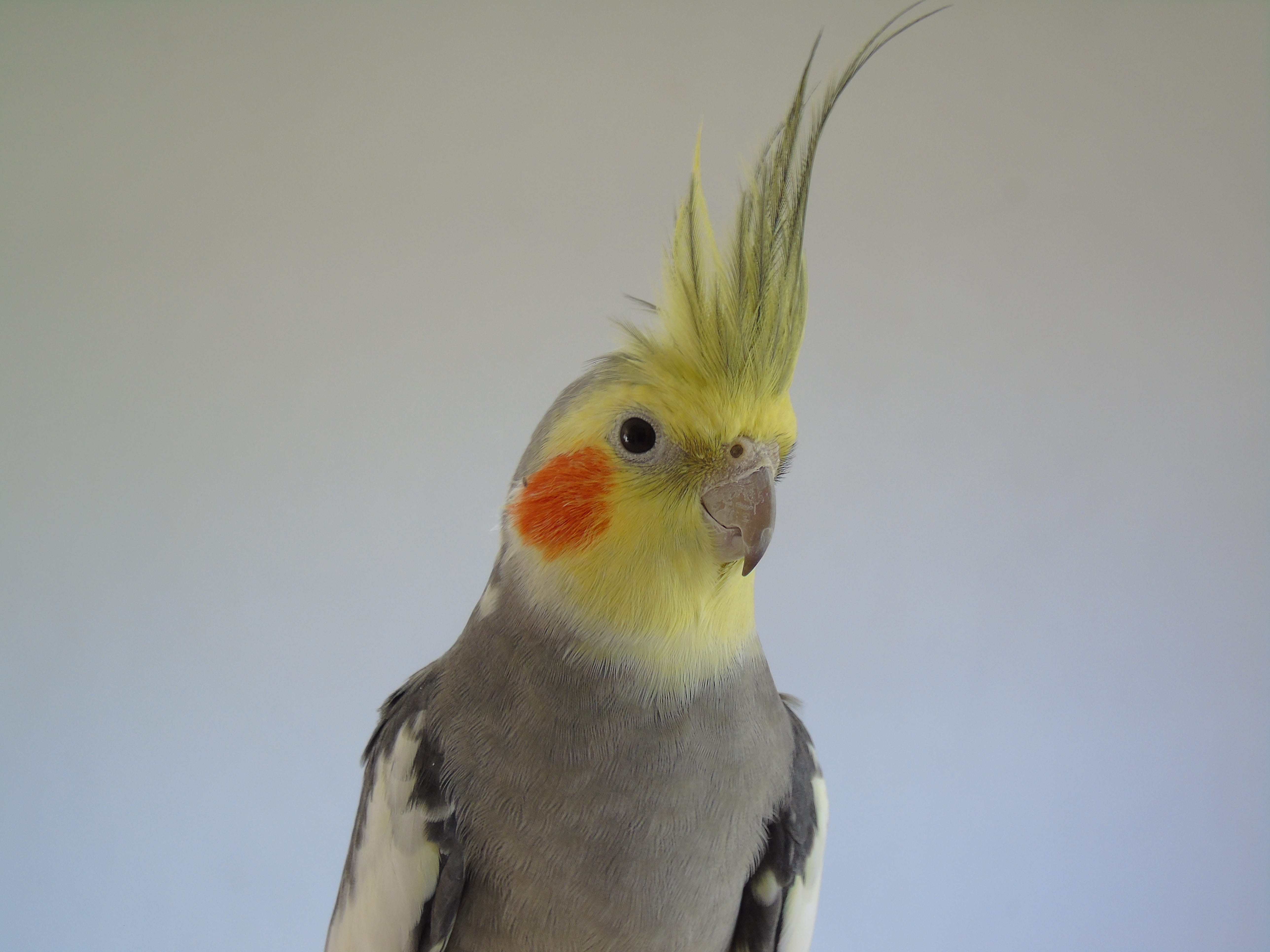 5K, animal wildlife, looking, animals in the wild, yellow, gray, animal eye, no people, pets, Cockatiel, looking away, animals And Pets, copy space, closeup, HD Wallpaper