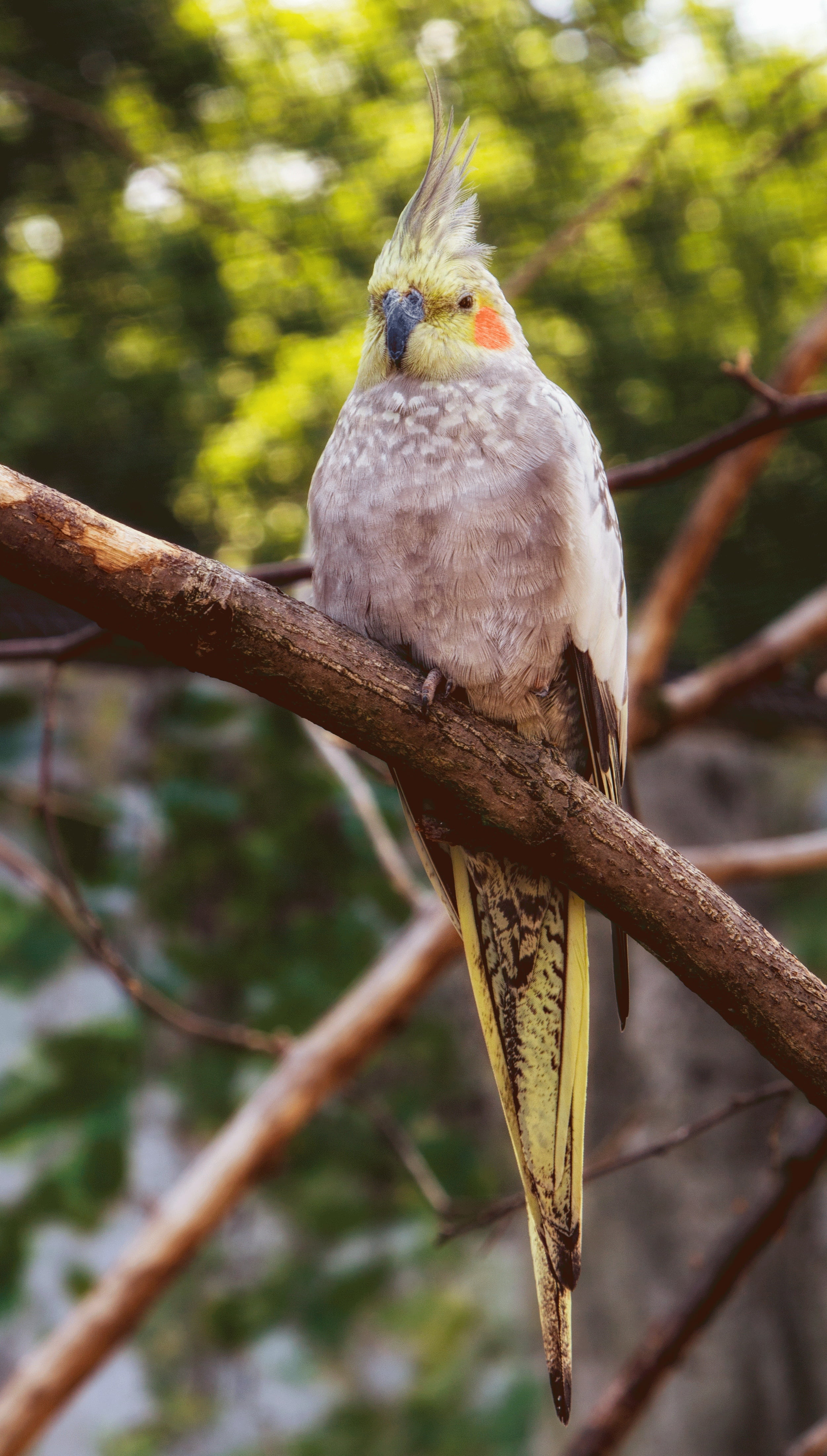 nature, animal wildlife, aras, branch, plant, colorful, cockatiel, owl, parrots, animal themes, budgerigars, animal world, 4K, vertebrate, zoology, feather, Phone HD Wallpaper