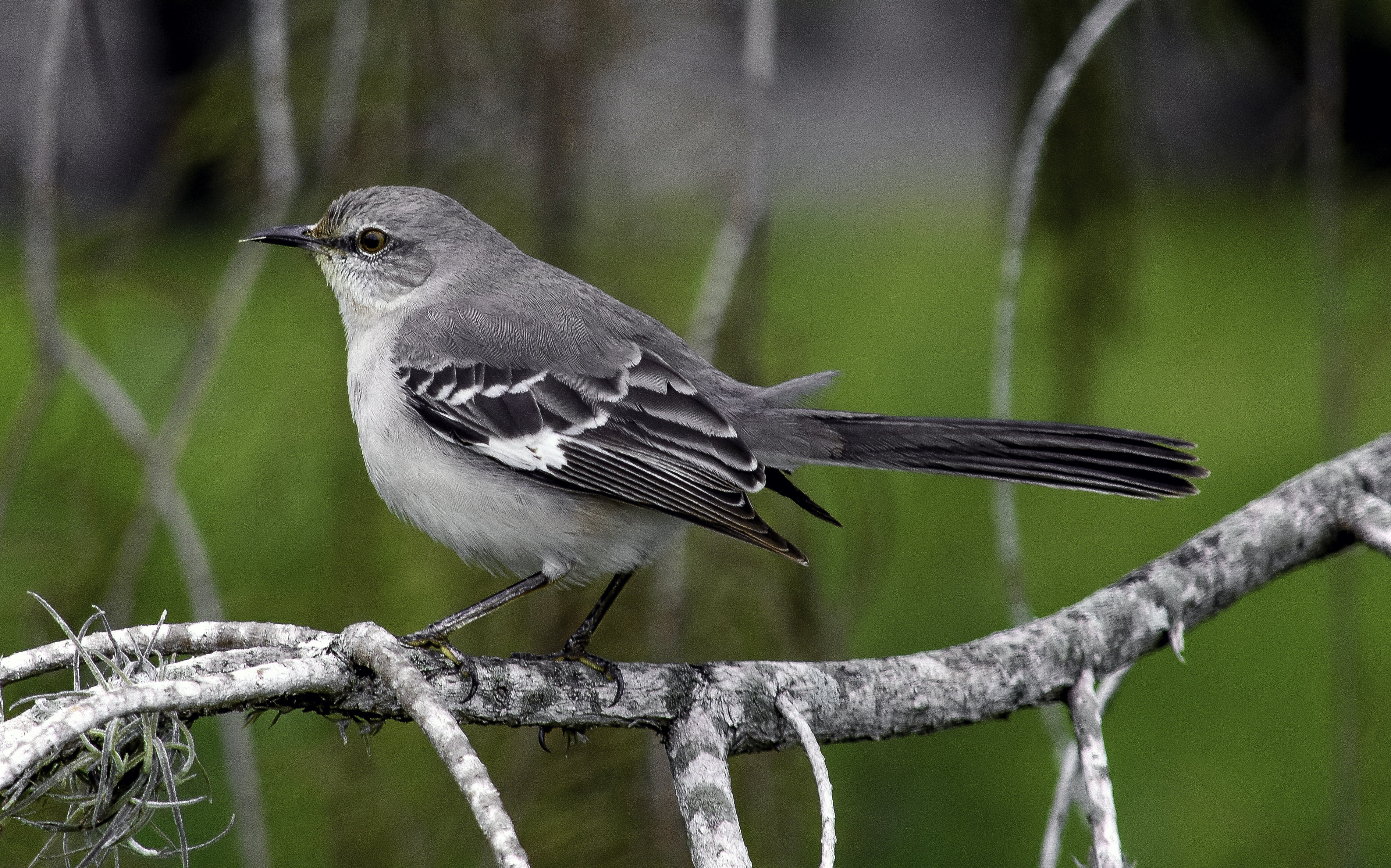 focus, gray, a gray, photo, beak, avian, outdoors, outdoor, wildlife, white bird, feather, mocking  bird, bird, nature, green, Mockingbird, natural, animal, HD Wallpaper