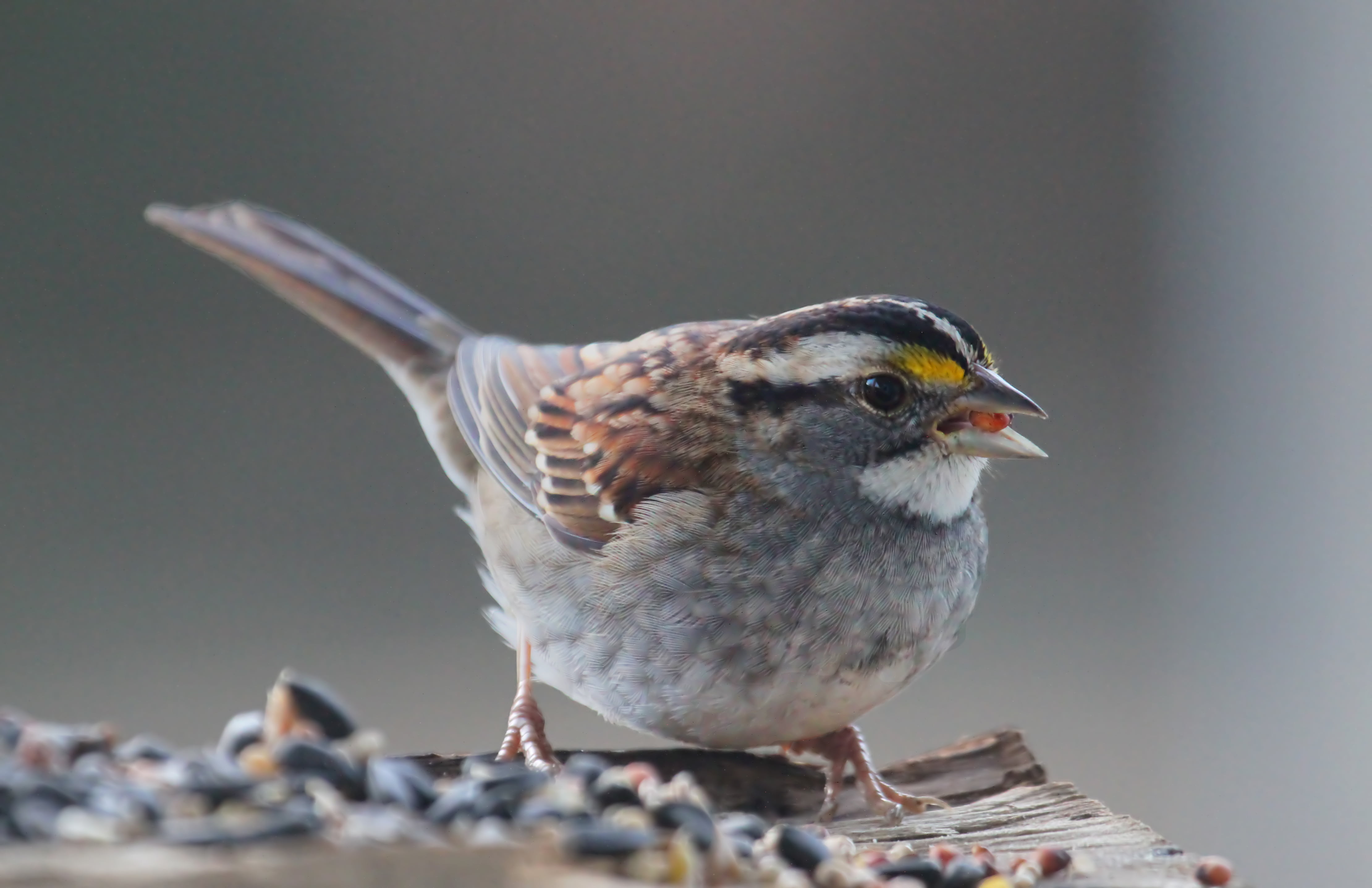 focus, bird  photography, small, beak, bird, North Carolina, photography, sparrow, nature, White Throated Sparrow, richmond, black bird, grey, white, animal, HD Wallpaper