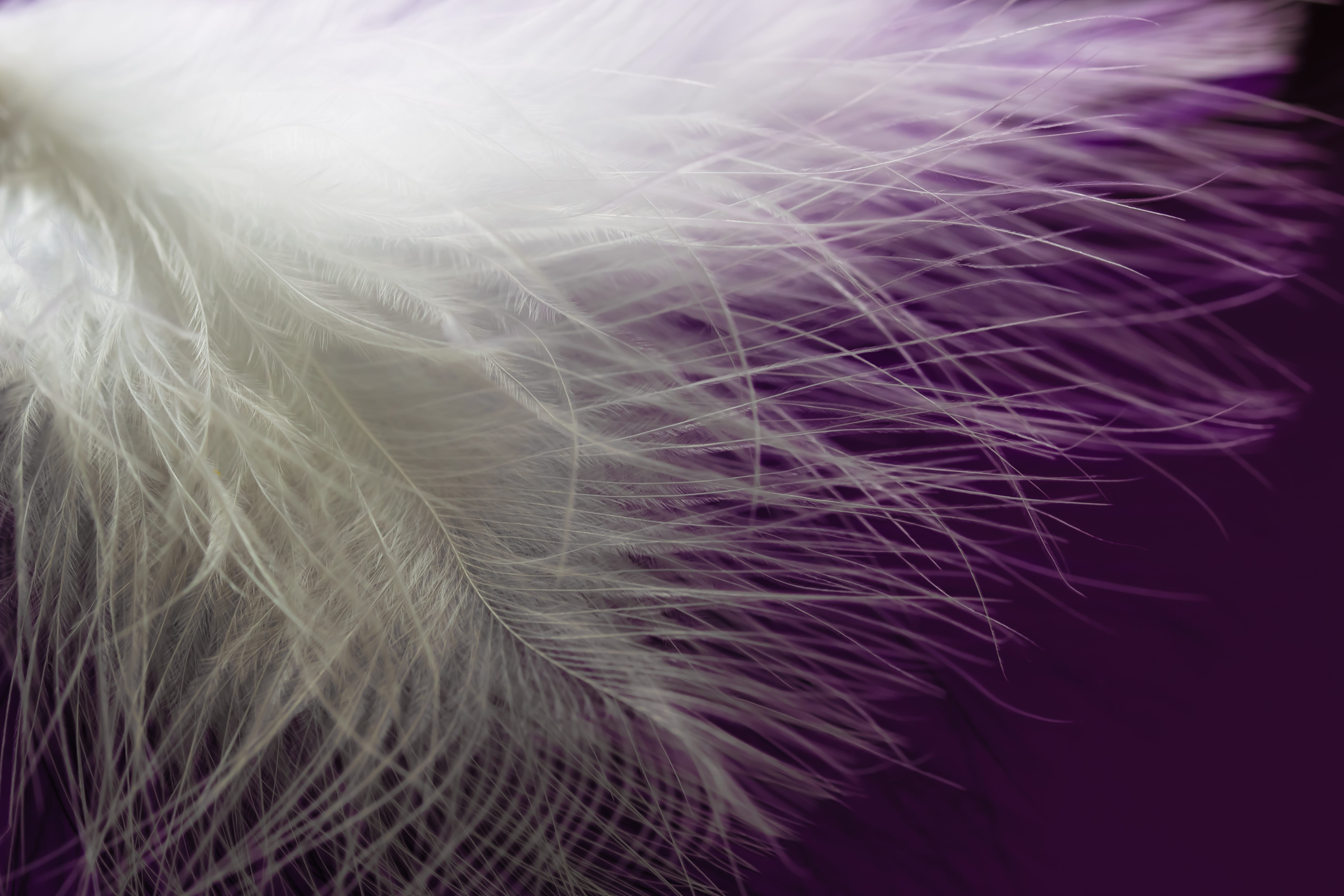 hair, dyed hair, fluffy, lifestyles, day, softness, adult, spring dress, one person, long hair, featherweight, photography, black background, bird feather, HD Wallpaper