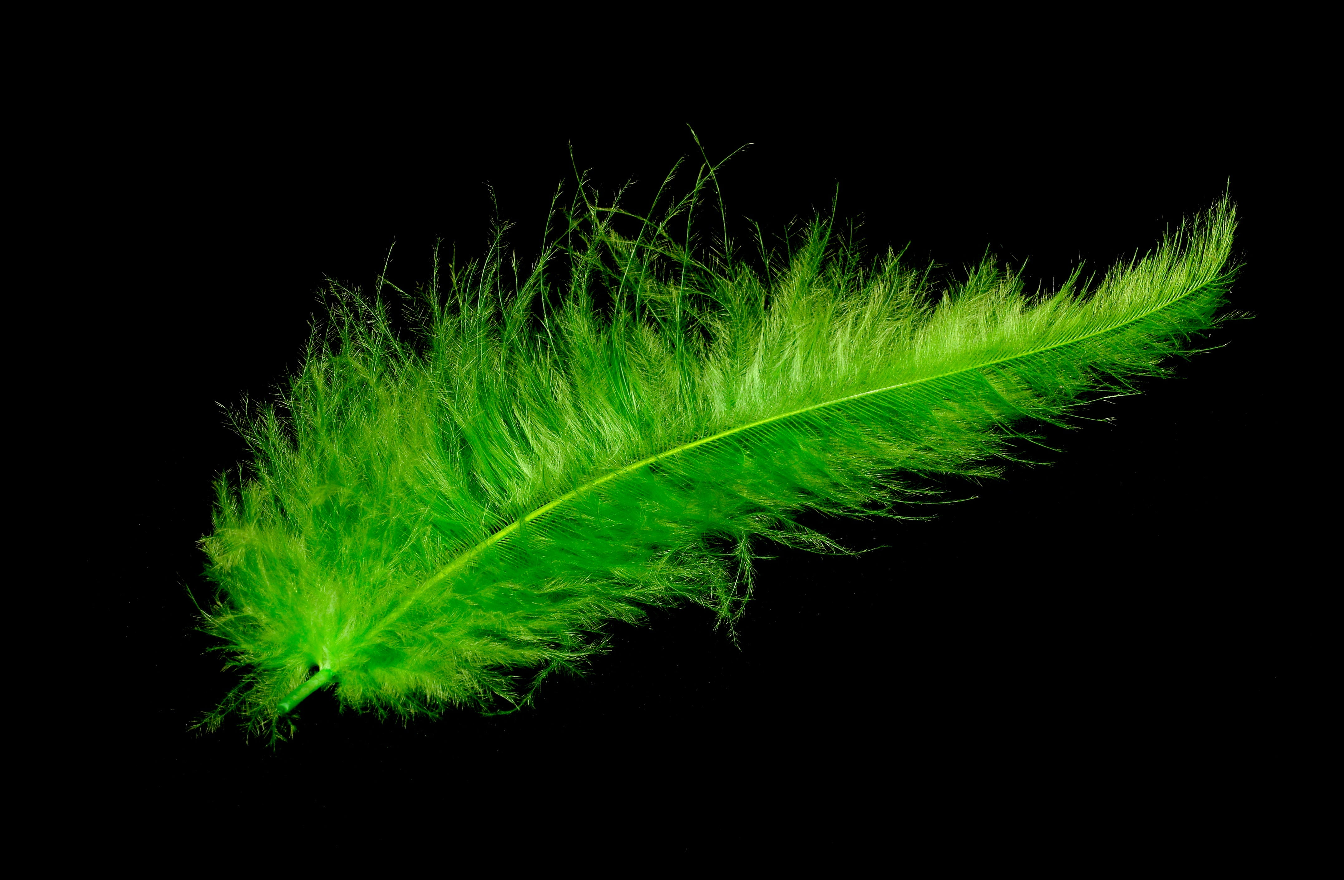 leaf vein, feather, lightweight, vulnerability, nature, green color, tender, studio shot, fragility, single object, fluffy, still life, close-up, animal springs, HD Wallpaper
