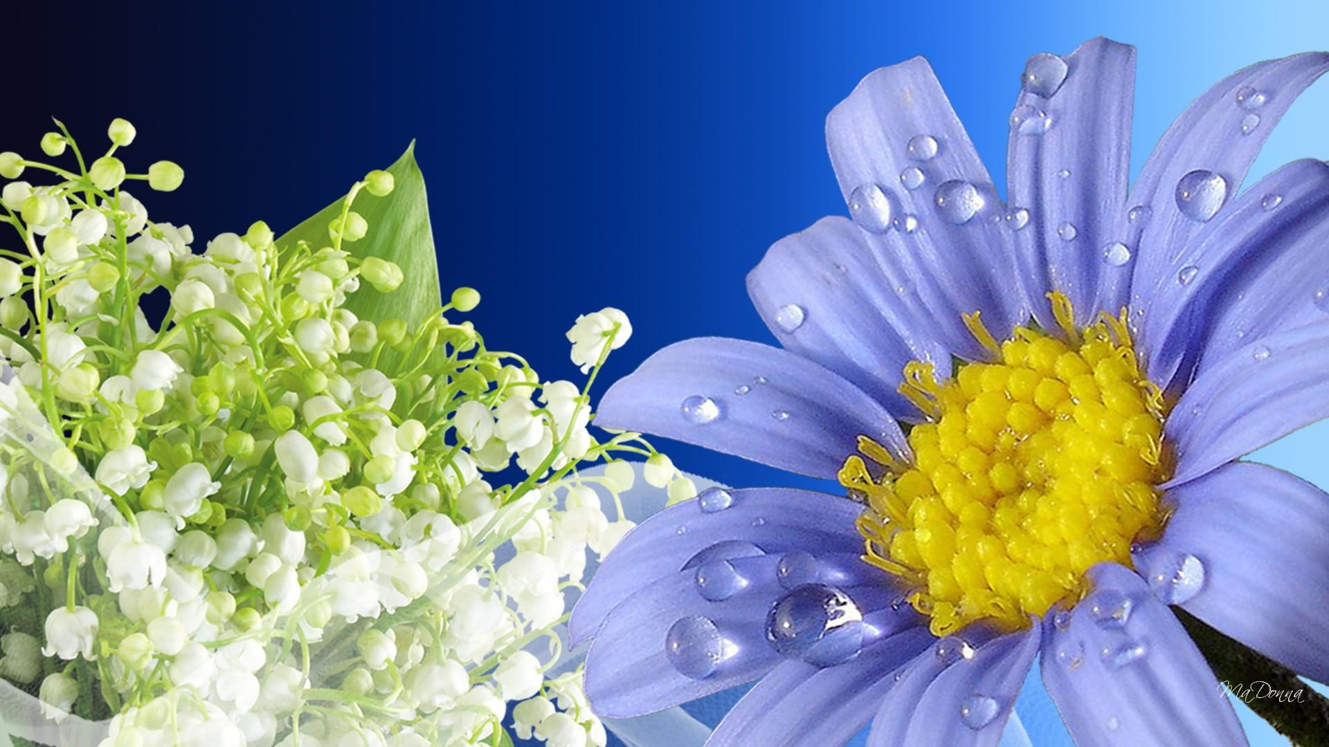 lily of the valley, summer, daisy, spring, dew drops, white, 1080P, freshness, flowers, rain, nature and la, shasta, fresh, gerbera, blue, HD Wallpaper