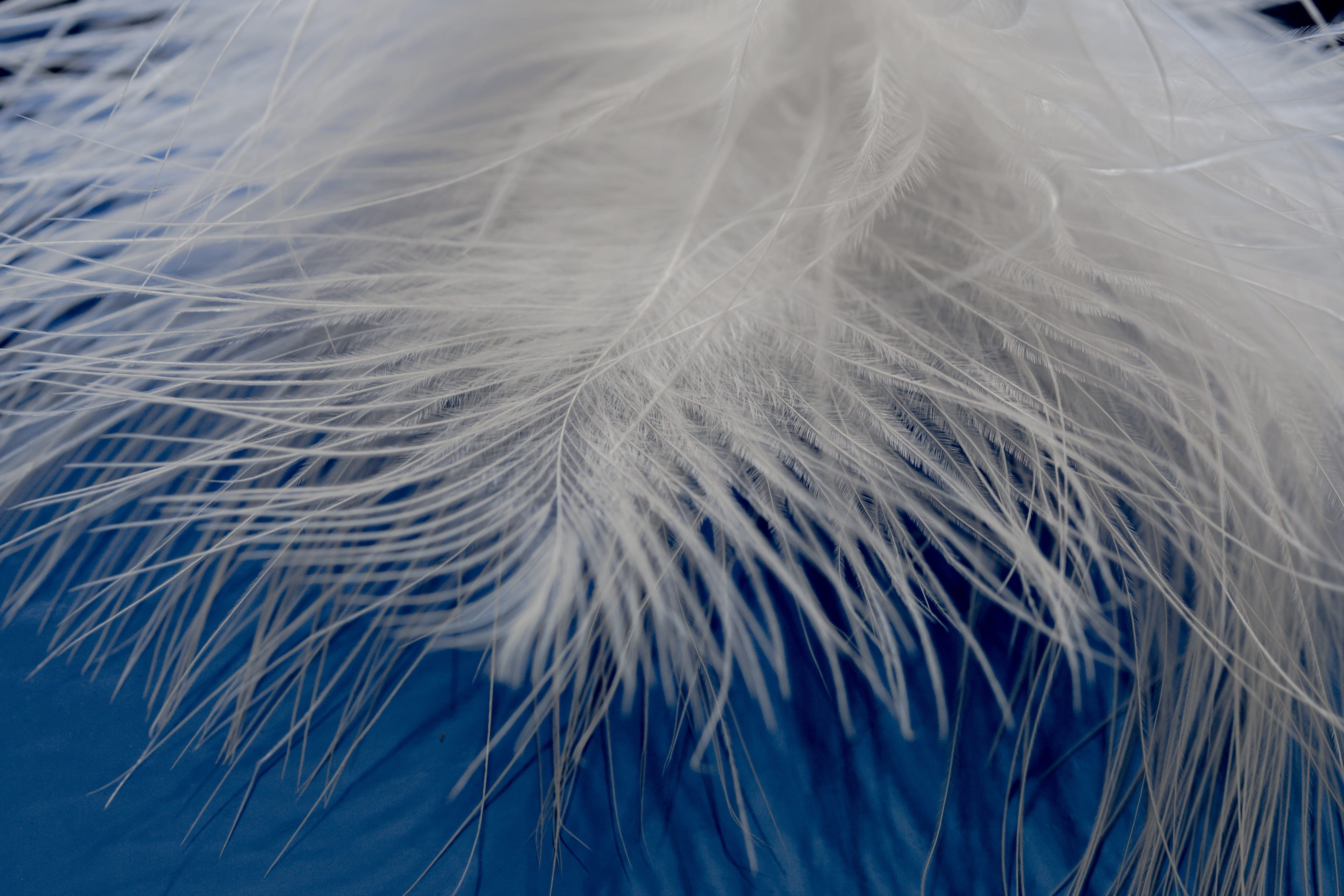 fragility, fluffy, softness, backgrounds, close-up, extreme close-up, white, white color, spring dress, abstract, bird feather, pattern, creative, macro, HD Wallpaper