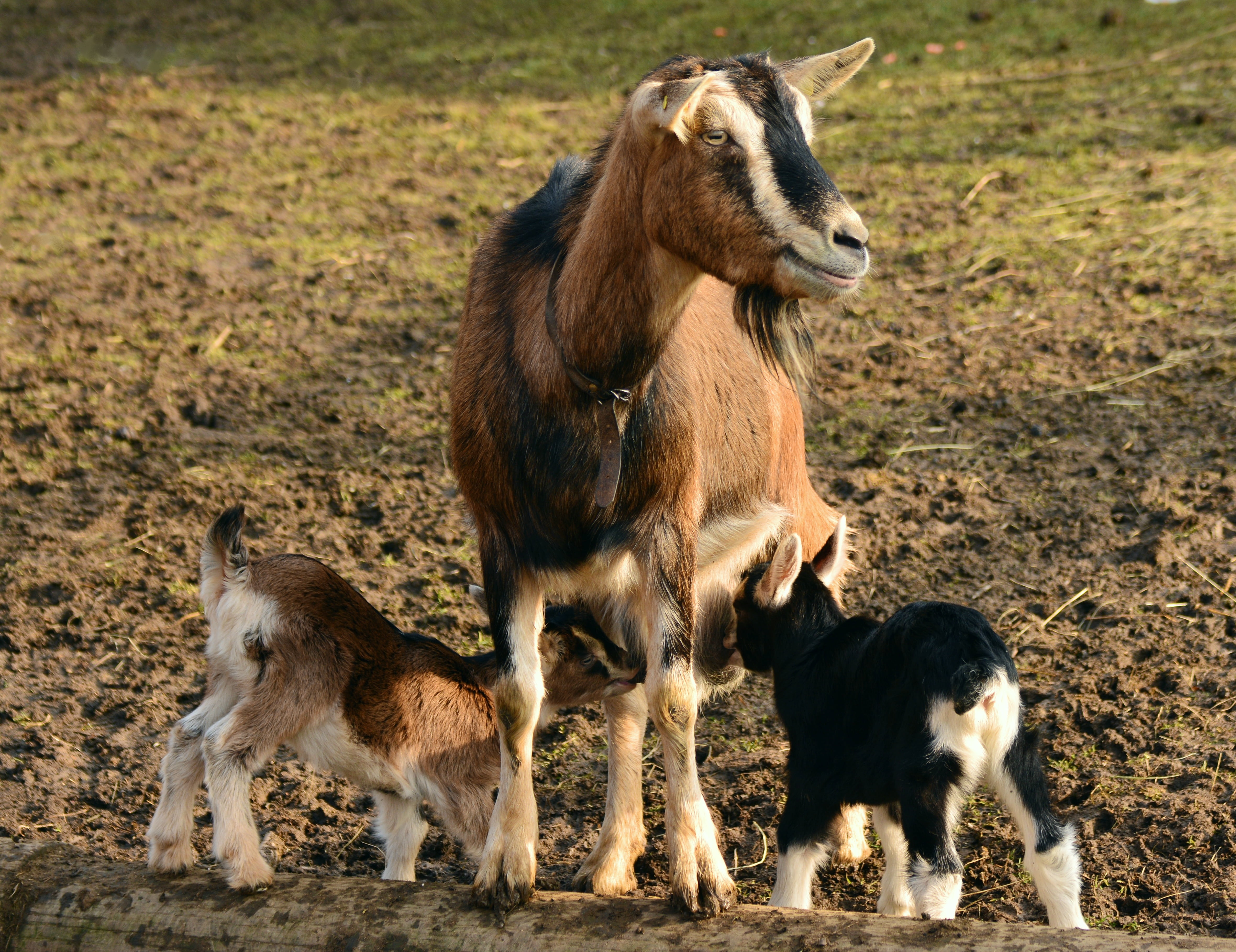 small goat, kid, pets, domestic animals, animal family, field, outdoors, no people, livestock, goats, togetherness, domestic, young goats, animal wildlife, HD Wallpaper