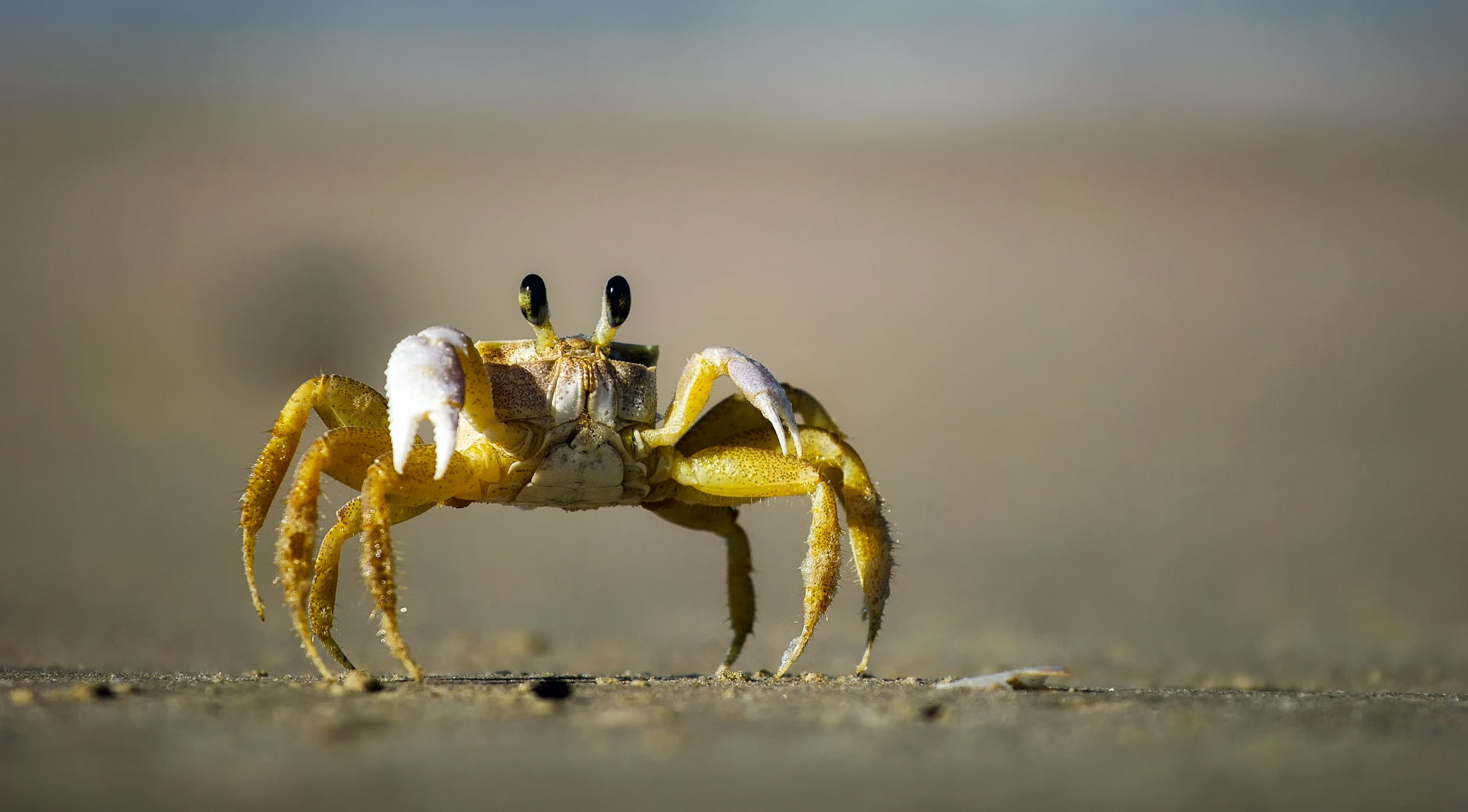 one animal, animal body part, crab, brown, 1080P, macro, invertebrate, close-up, hdr, animal eye, day, gray, marine, eyes, nature, full length, yellow, HD Wallpaper