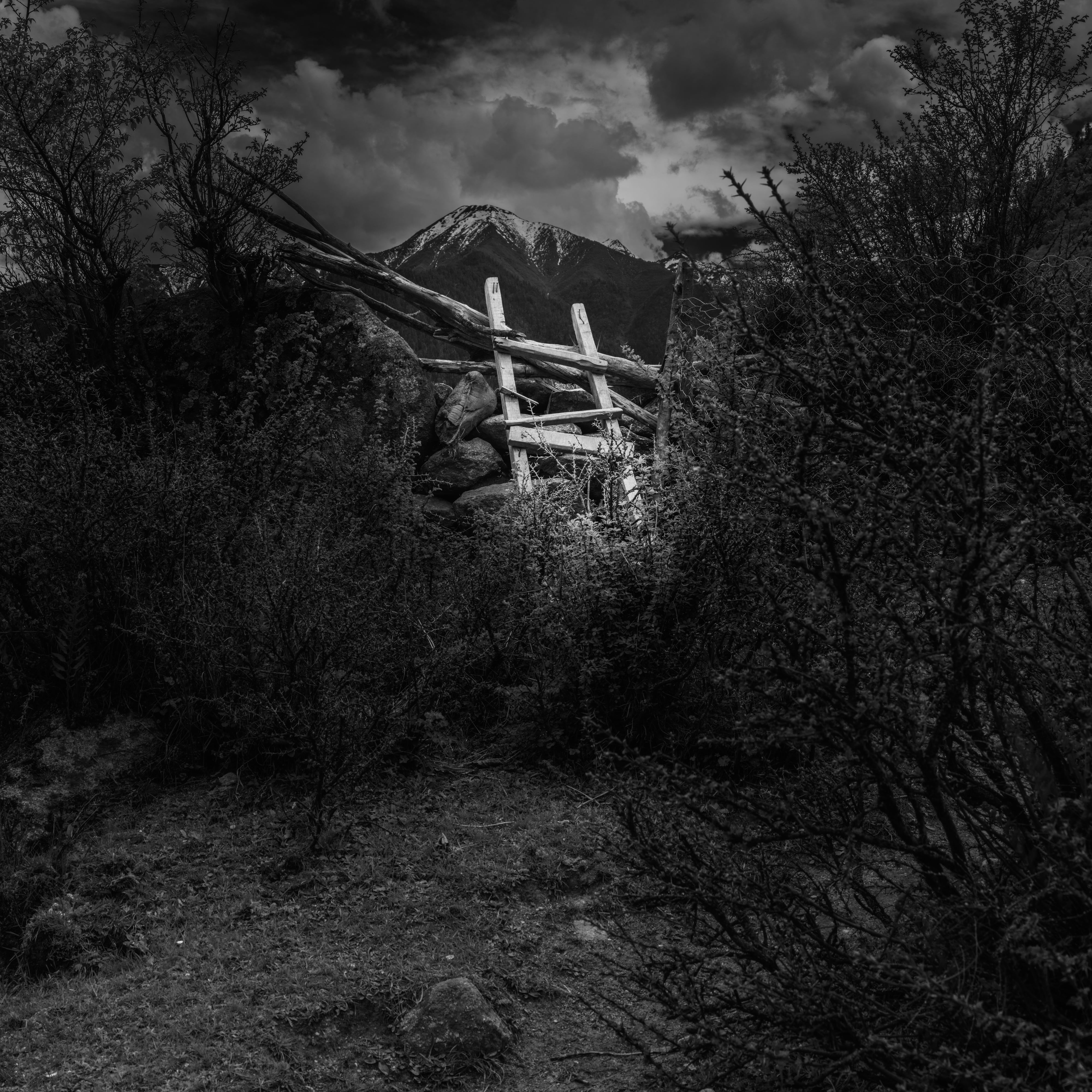 ladder, night, building exterior, environment, horror, halloween, tranquility, spooky, built structure, building, house, plant, low angle view, forest, Phone HD Wallpaper