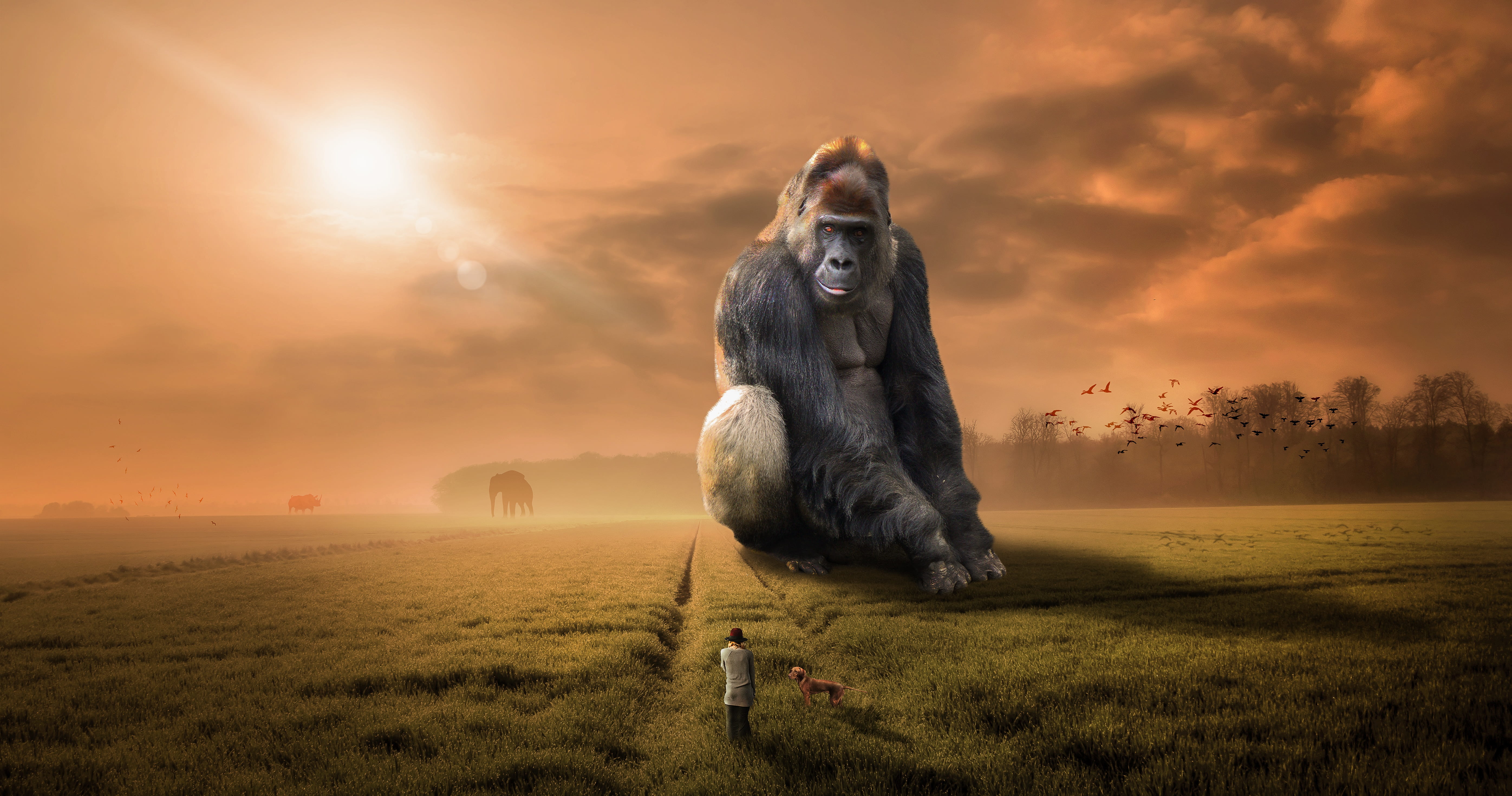 lady, primate, red setter, herbivore, ape, dusk, silhouette, animal, dog walk, sunny, beauty in nature, sunlight, trees, mammal, woman, sunshine, animal themes, HD Wallpaper