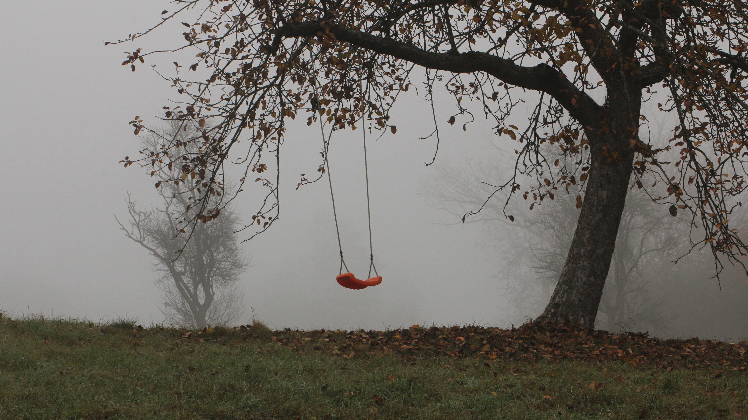 2K, landscape, outdoors, mist, trees, swings, HD Wallpaper