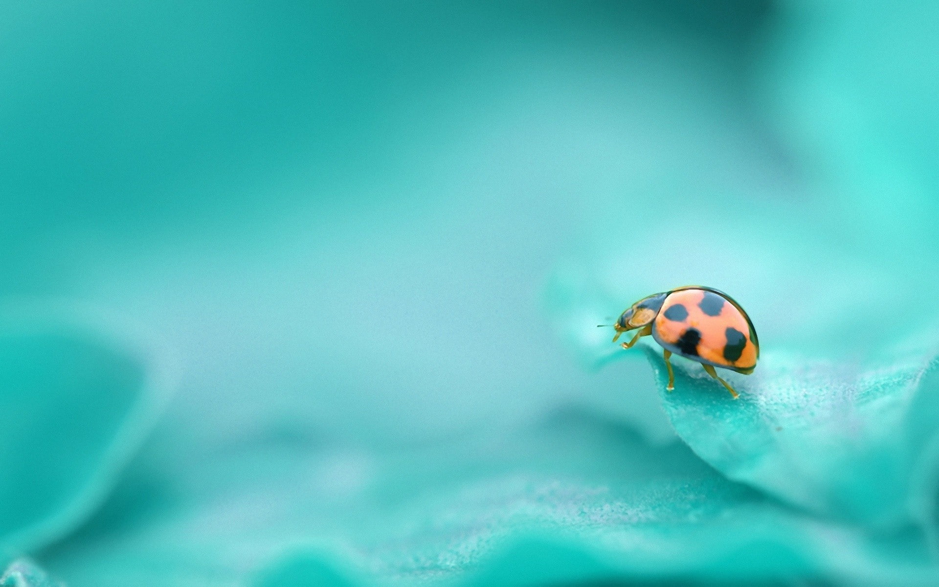 animals in the wild, spotted, leaves, ladybugs, no people, ladybug, outdoors, beetle, day, animal wildlife, small, invertebrate, focus on foreground, turquoise colored, HD Wallpaper