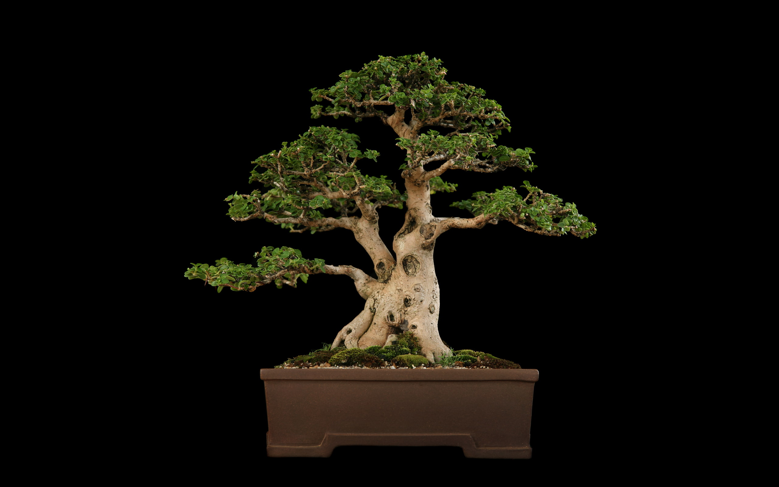 black, tree, bonsai, 2K, HD Wallpaper