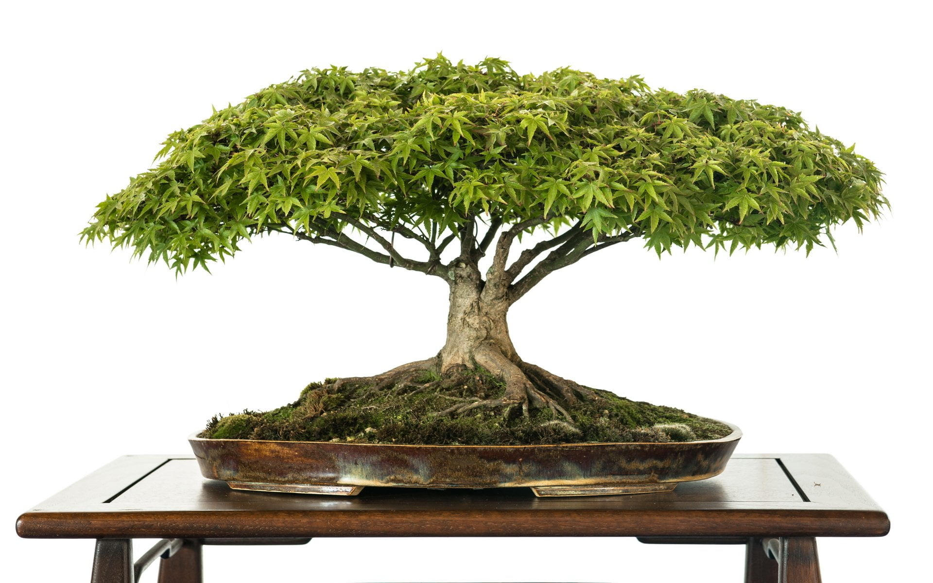 indoors, growth, studio shot, plant, wood - material, Earth, botany, potted plant, still life, flower pot, small, close-up, bonsai tree, green color, 1080P, HD Wallpaper
