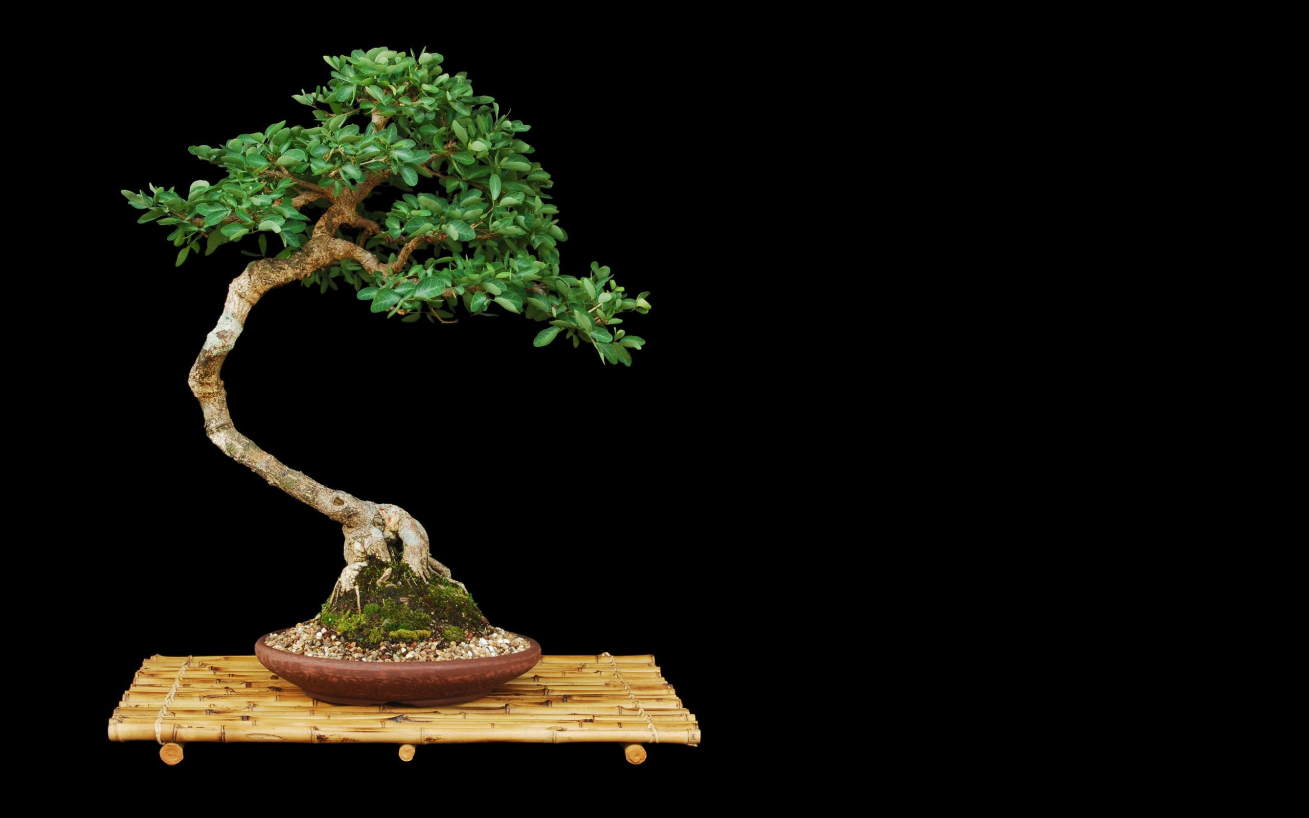 2K, bonsai, black, trees, background, HD Wallpaper