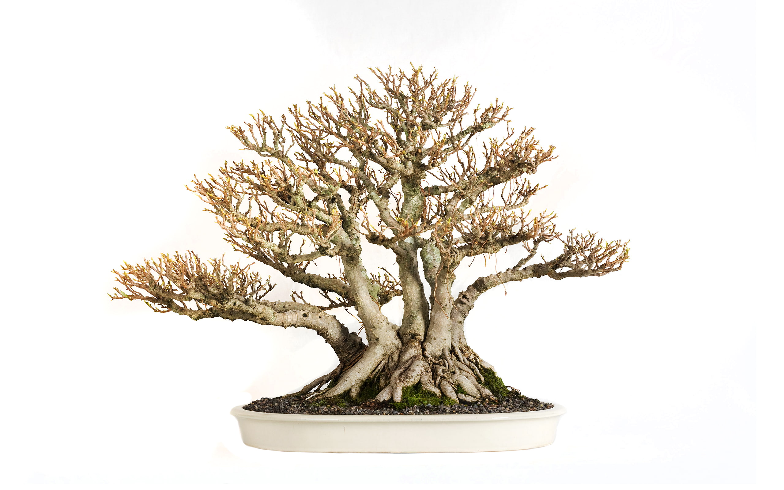 bonsai, tree, leaves, 2K, HD Wallpaper