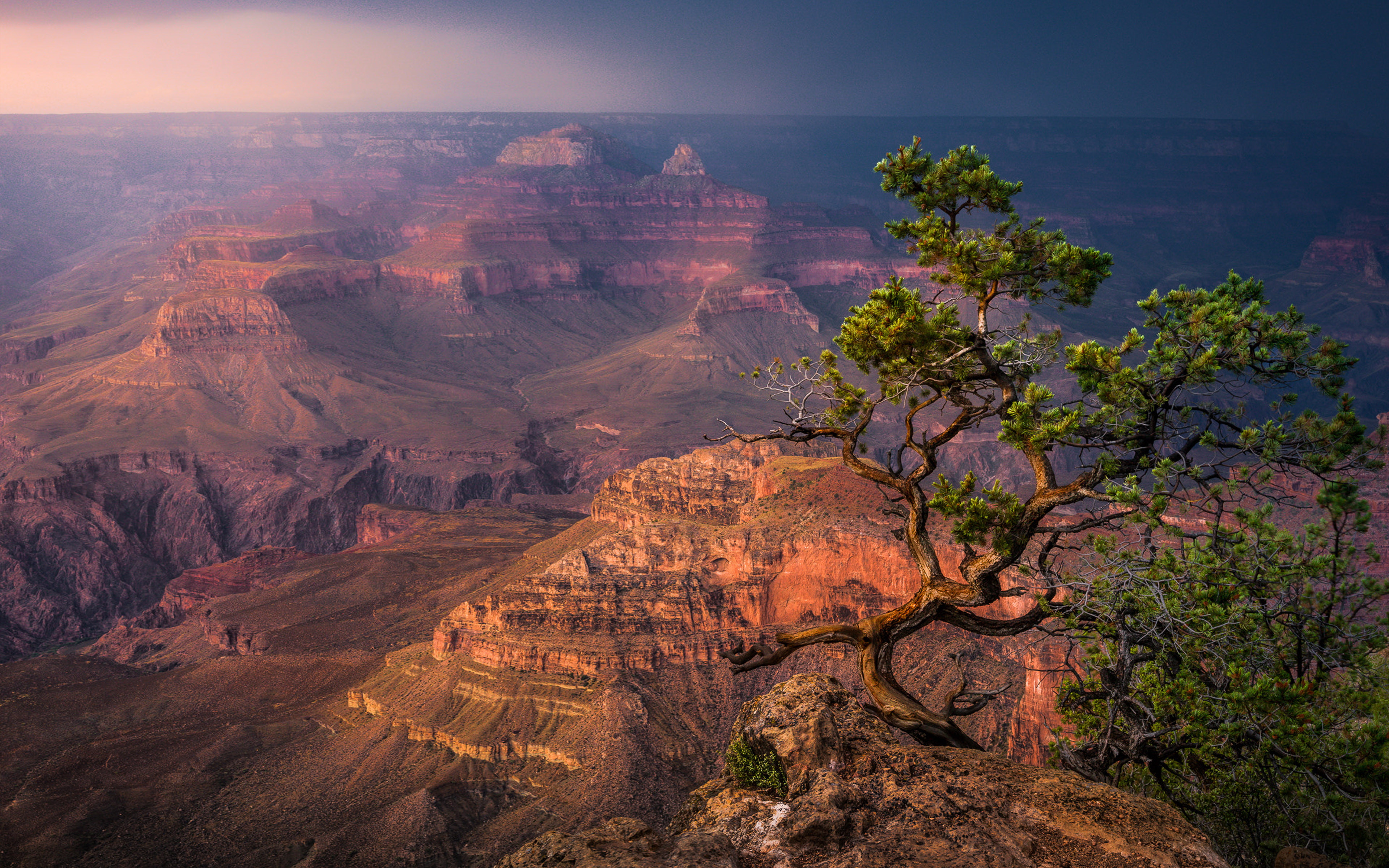 trees, south, landscape, desert, summer, 4K, s, desktop, rim, hd, grand, canyon, bonsai, arizona, HD Wallpaper