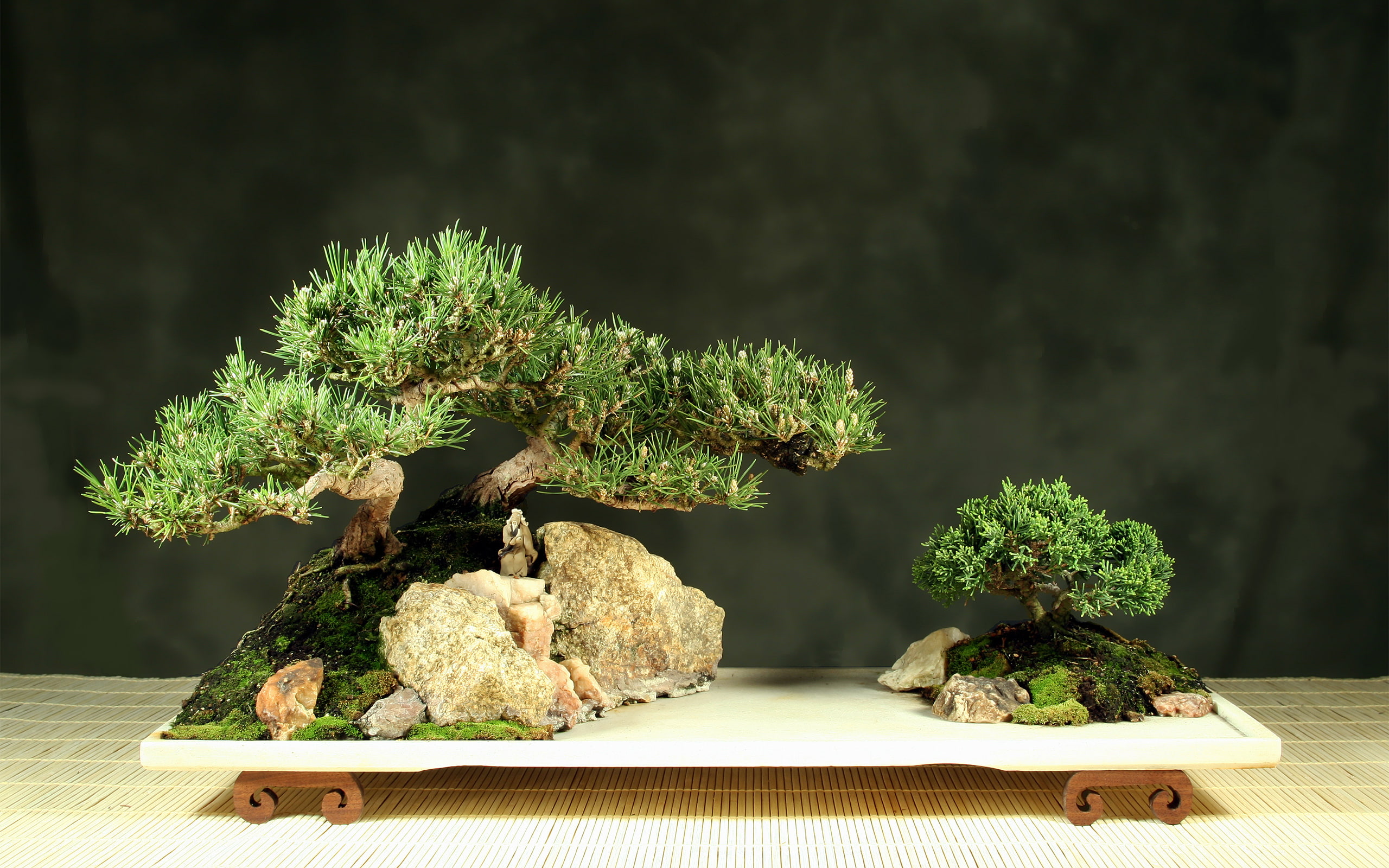 bonsai, 2K, tree, leaves, HD Wallpaper