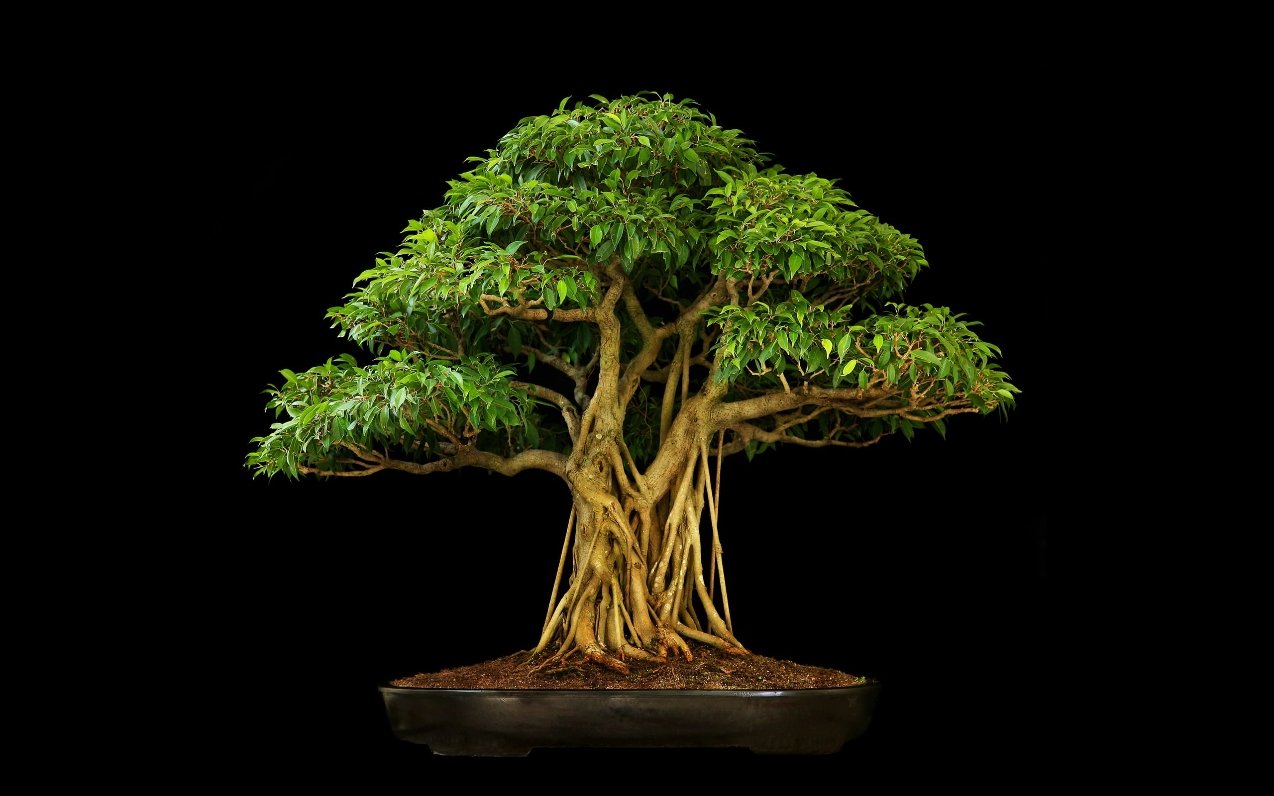 three trees, 2K, background, bonsai, dark, HD Wallpaper