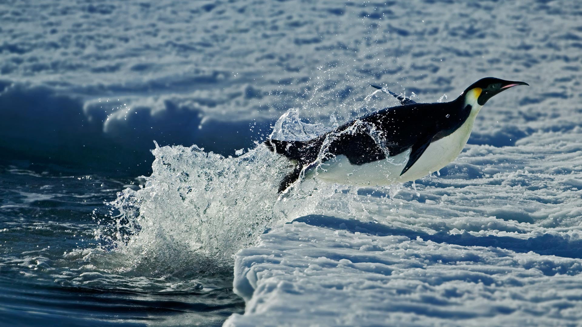 depth of field, animals, penguin, animal wildlife, beauty in nature, white, black, motion, snow, outdoors, water, fish, wave, splashes, penguins, vertebrate, HD Wallpaper