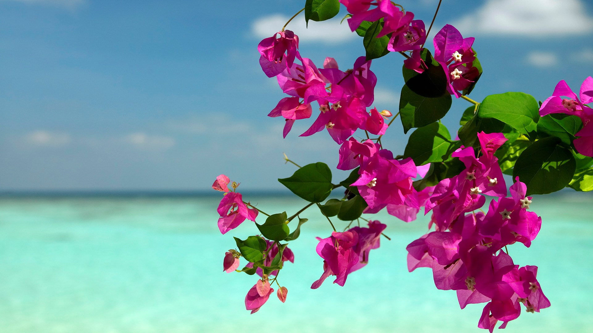 bougainvillea, 1080P, HD Wallpaper
