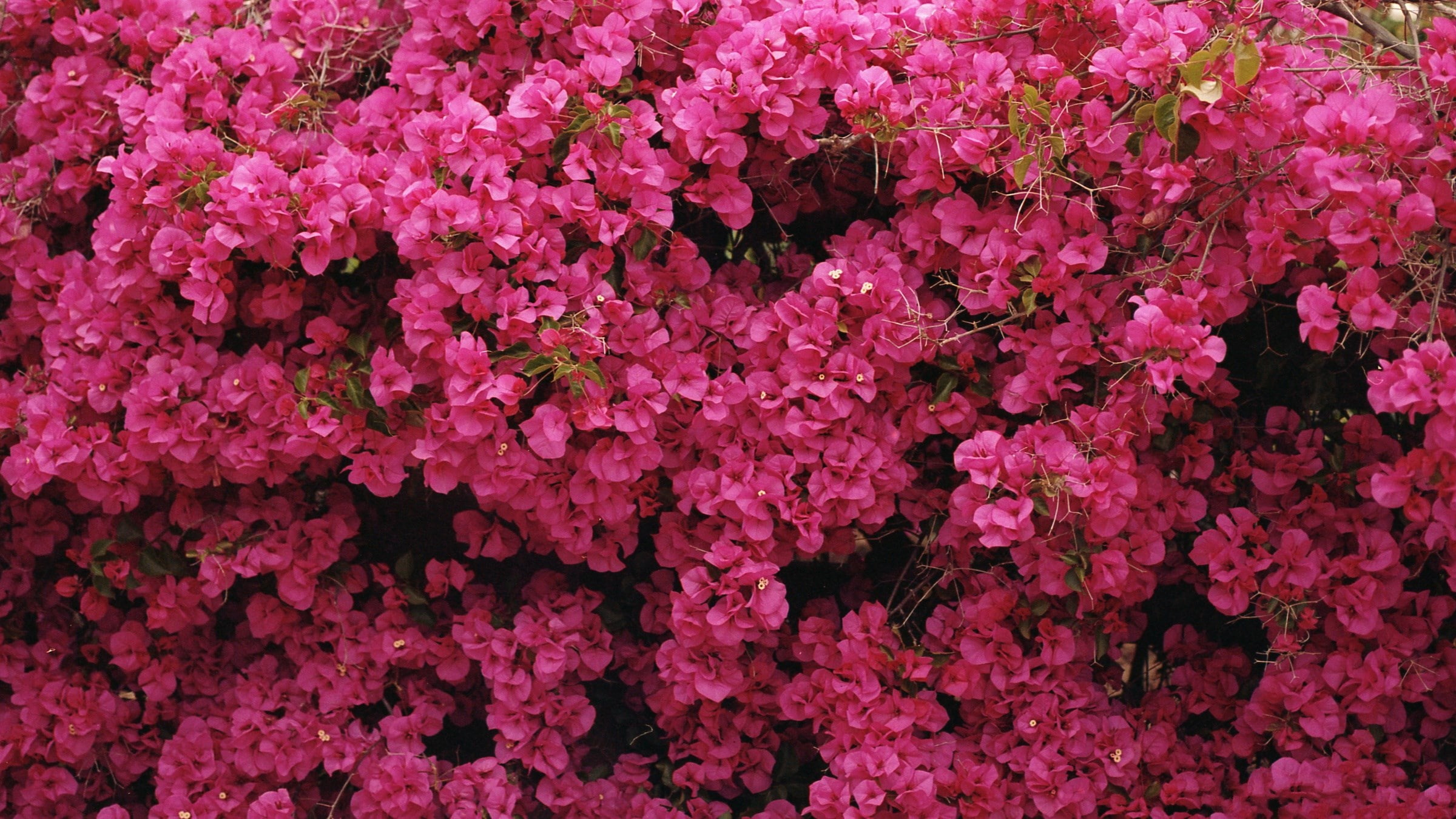 1080P, bougainvillea, HD Wallpaper