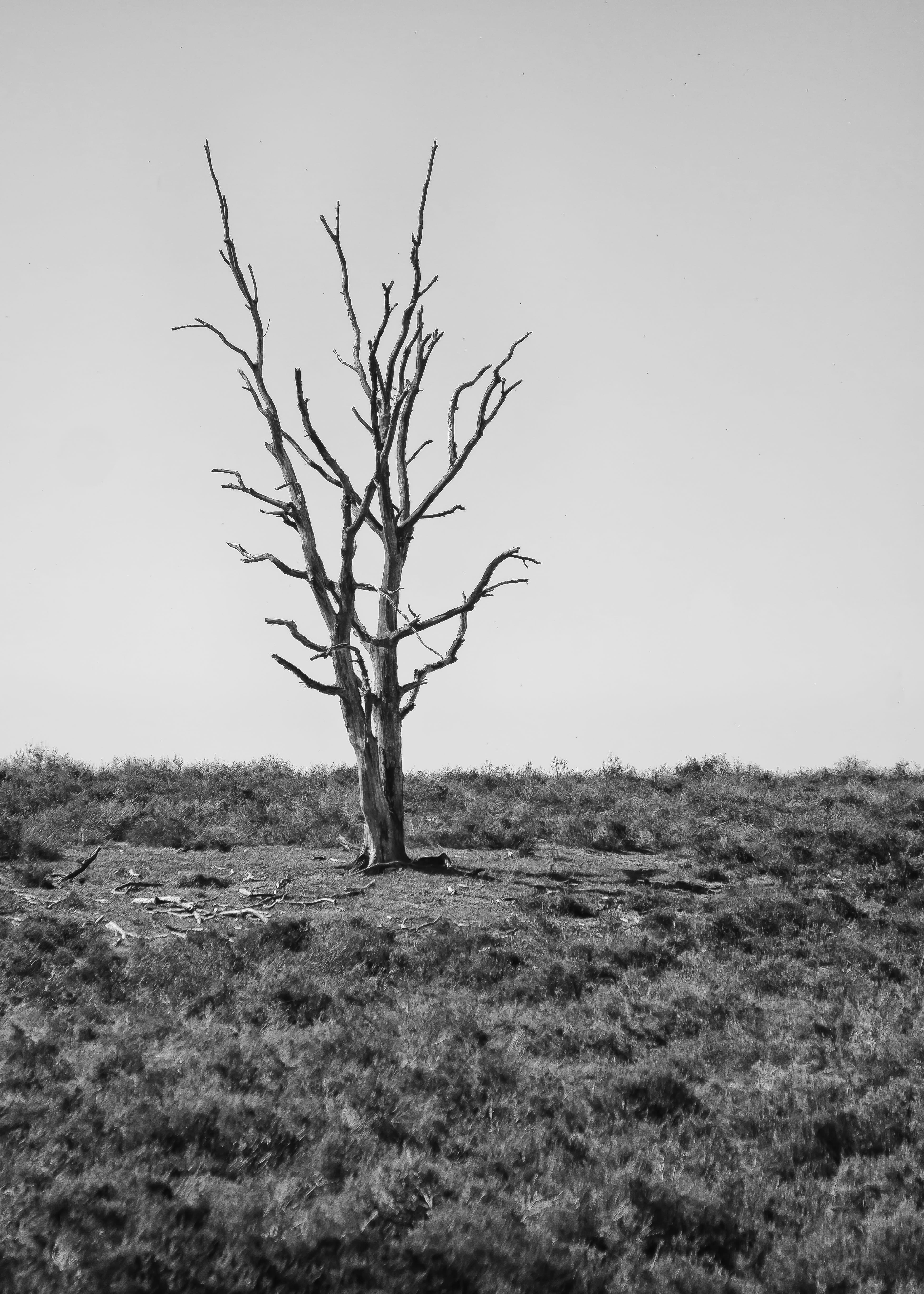 dead, clear sky, farewell, arid climate, landscape, outdoors, earth, environment, field, dead plant, waldsterben, dying tree, environmental protection, Phone HD Wallpaper