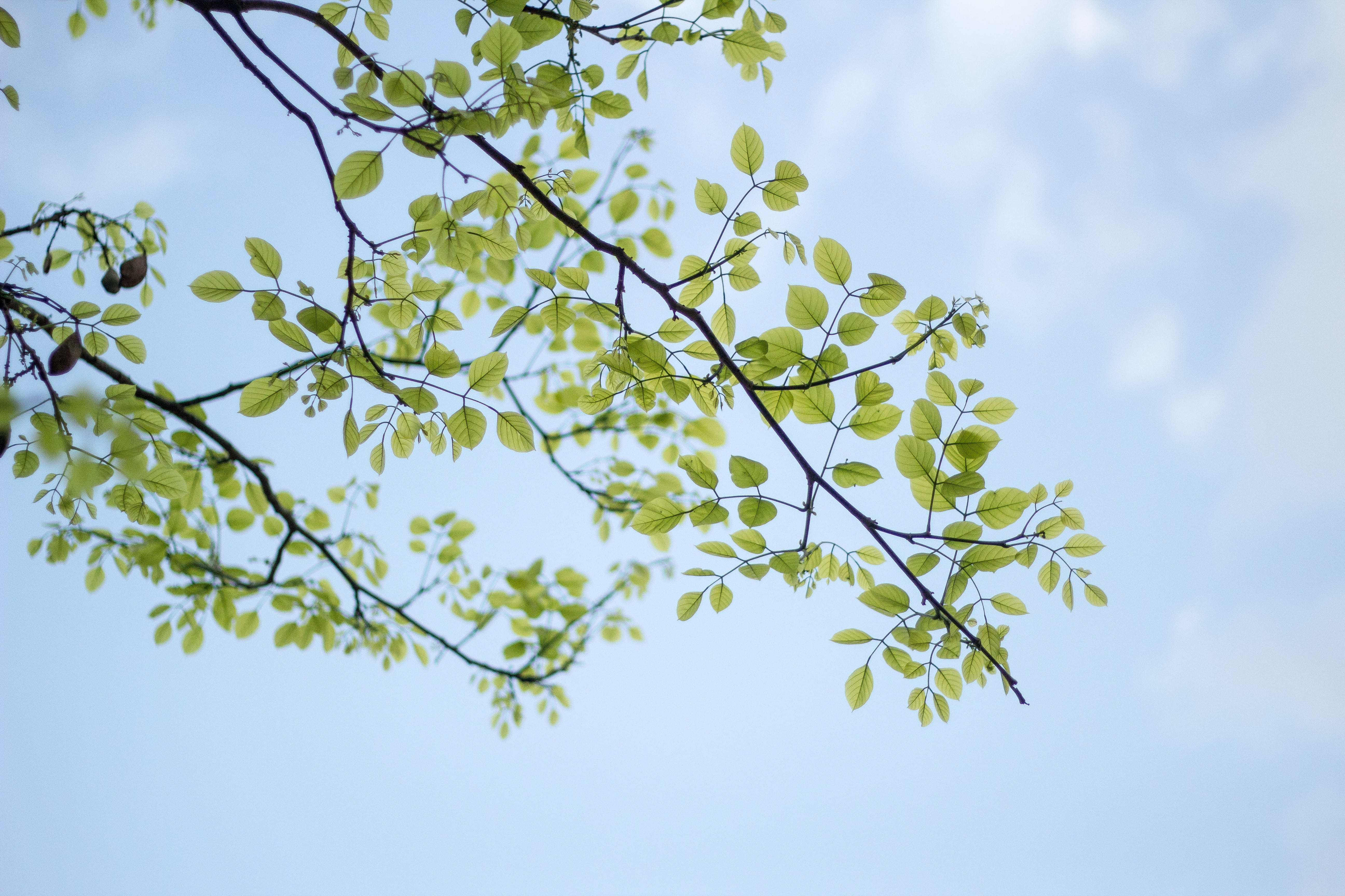 low angle view, plant part, freshness, nature, plant, vulnerability, tranquility, low, outdoors, spring, season, environment, forest, tree, springtime, HD Wallpaper