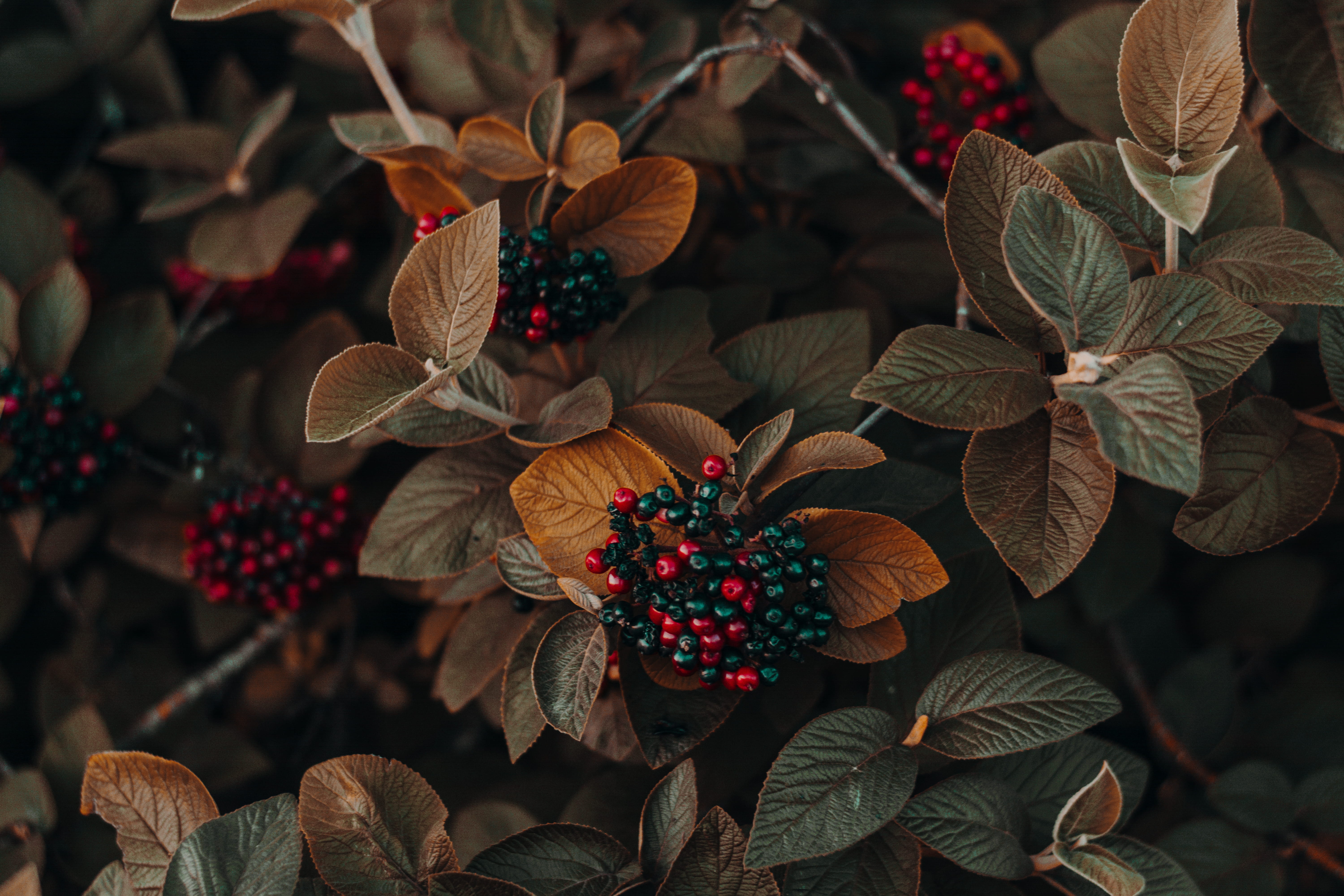 plant part, beautiful, flowering plant, food and drink, leaf, high angle view, berries, garden, flower, red berries, healthy eating, nature, HD Wallpaper