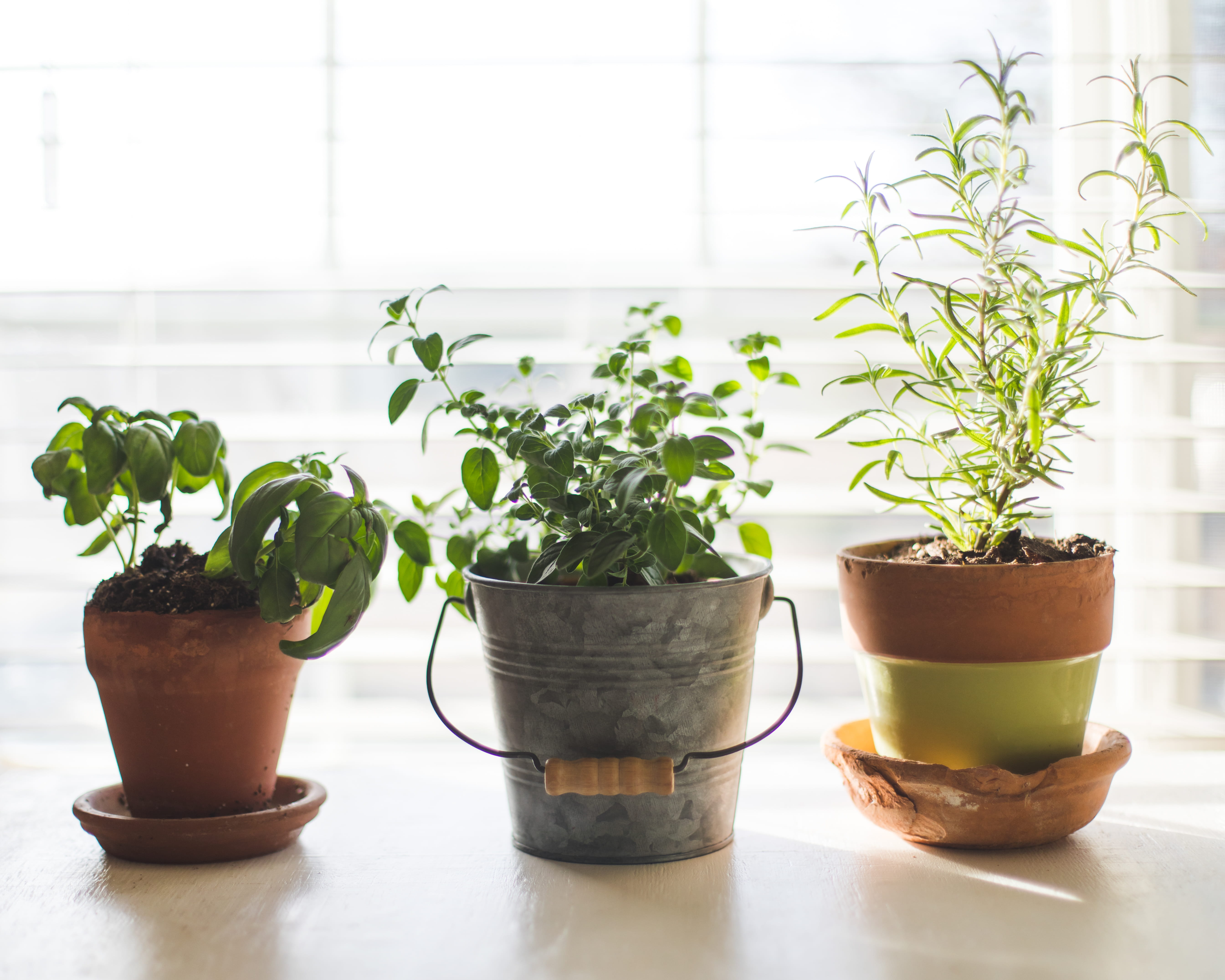 green color, bucket, window, food and drink, flower pot, houseplant, herbs, three, indoors, glass, close-up, rainforest, tree, plants, sprout, herb gardening, HD Wallpaper