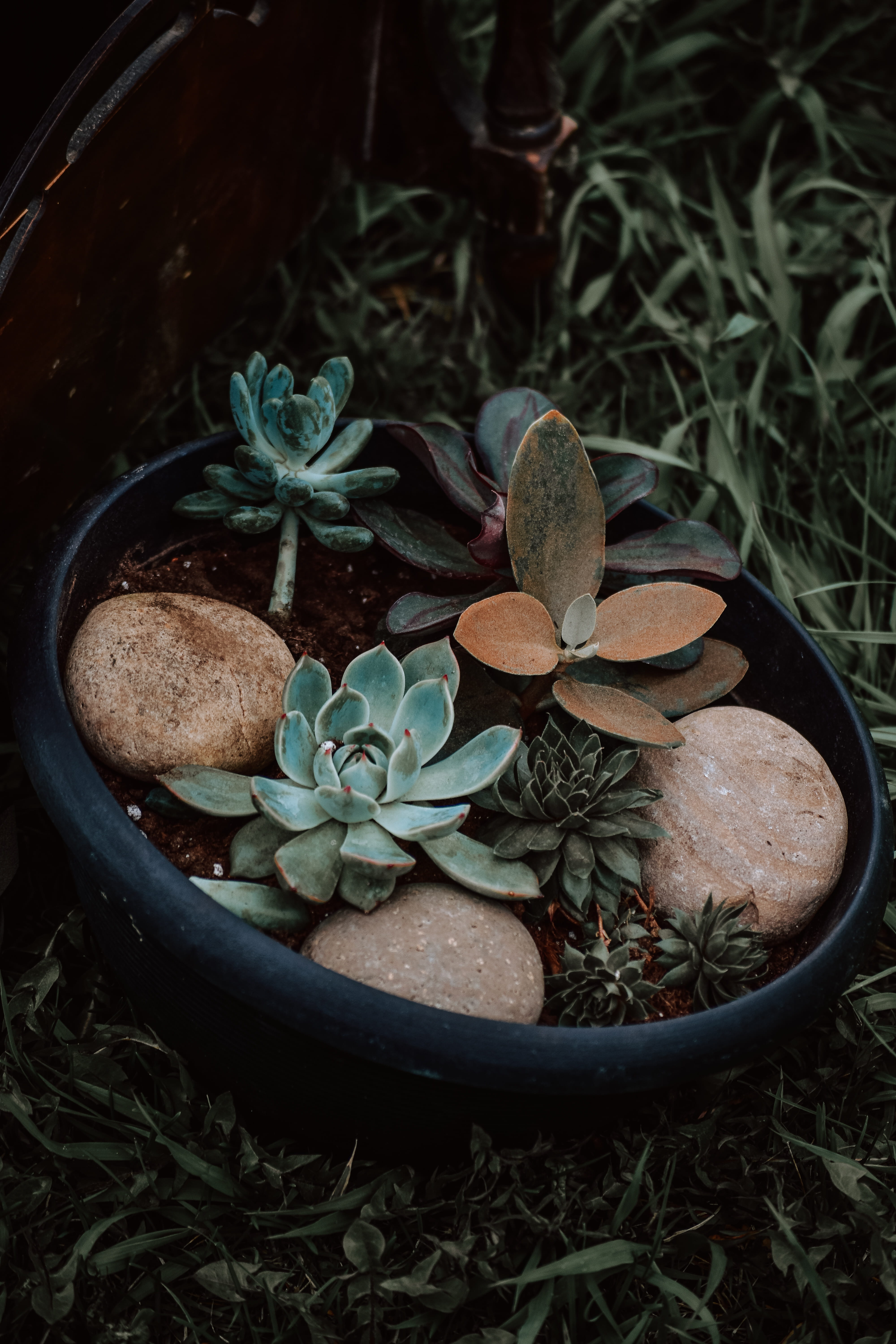 potted plant, field, grow, planted, 5K, grass, leaf, planter, water, stone, growth, plant, high angle view, nature, outdoors, succulent, beauty in nature, Phone HD Wallpaper
