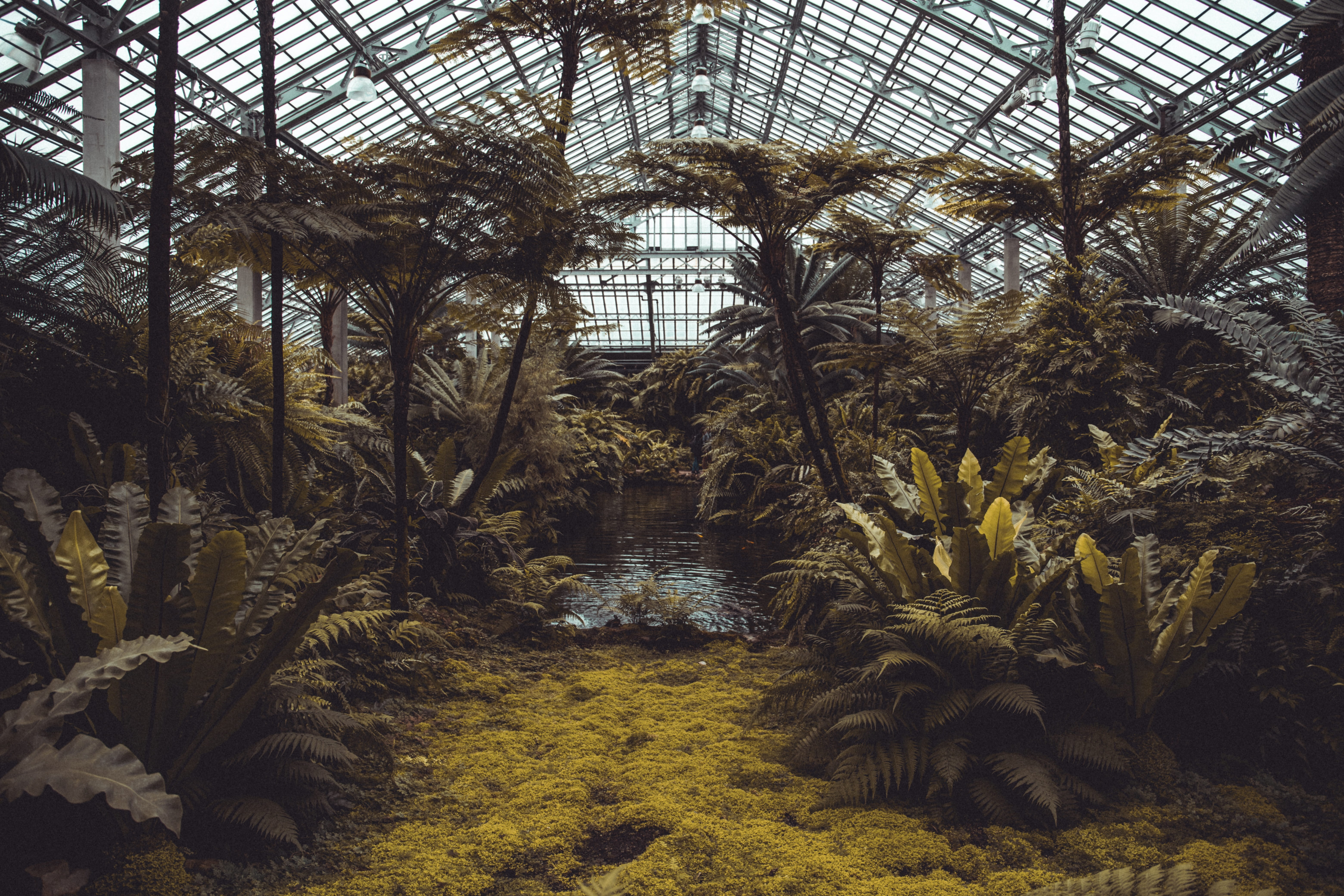 palm tree, no people, garden, tranquility, nature, glasshouse, crop, conservatory, 5K, plant nursery, field, environmental, flowers, conservation, environment, HD Wallpaper