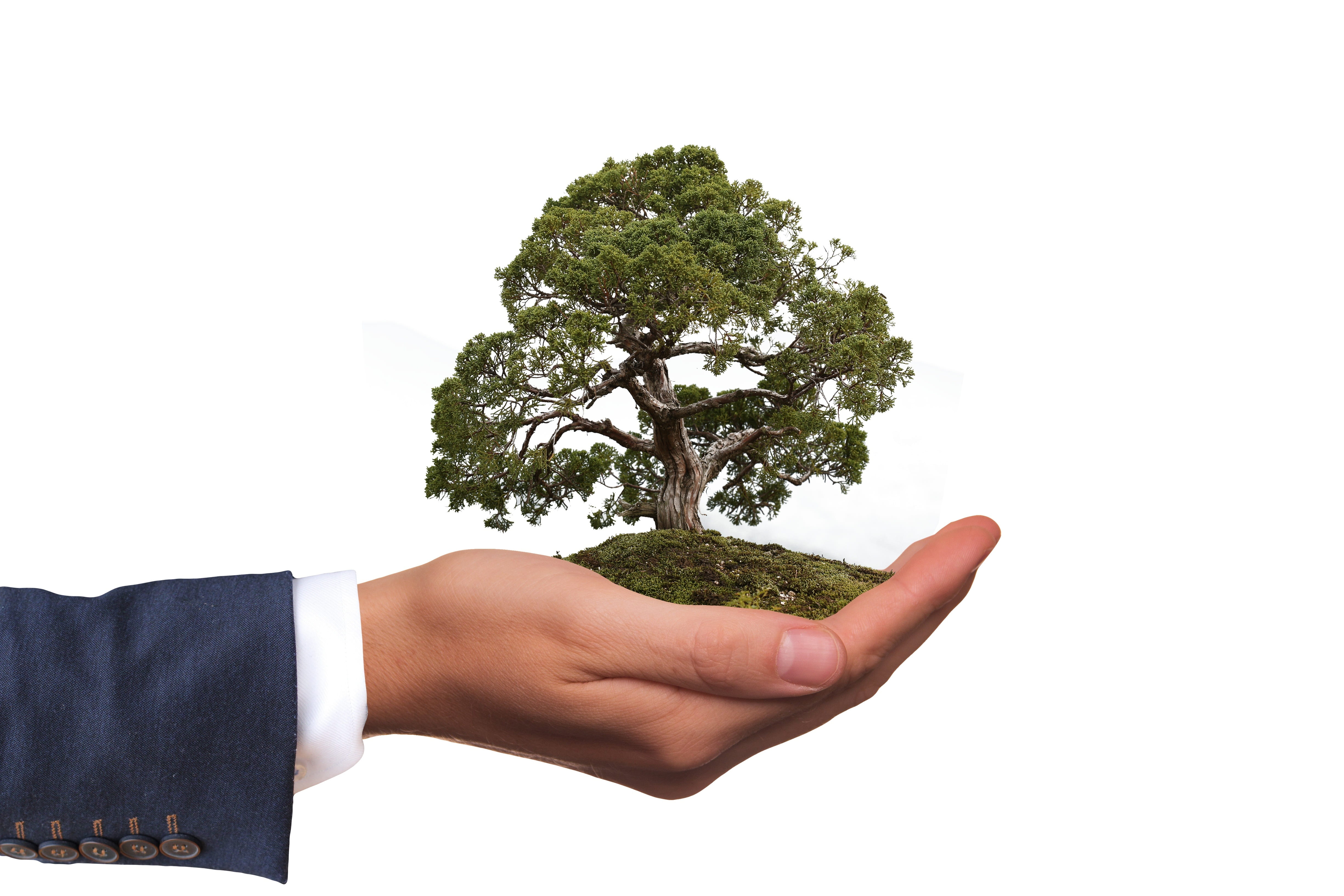 green, nature, business, bio, leaf, plant, environmentally friendly, copy space, ecology, white background, finger, cut out, human hand, studio shot, life, HD Wallpaper