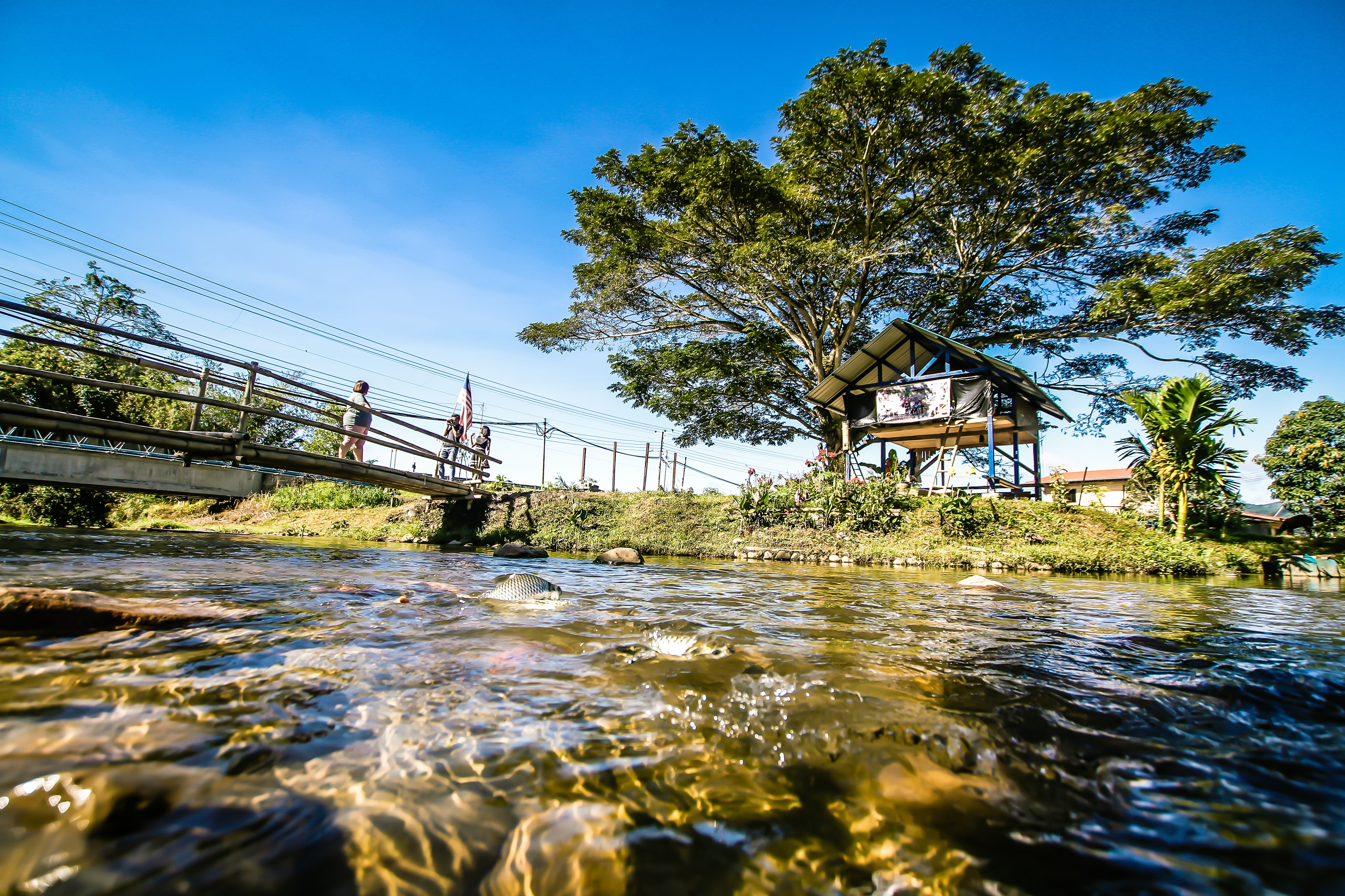 sunlight, built structure, summer, ecological, connection, flowing water, nature, bridge, eco, environmentally, water, green, environment, 5K, bridge - man made structure, HD Wallpaper