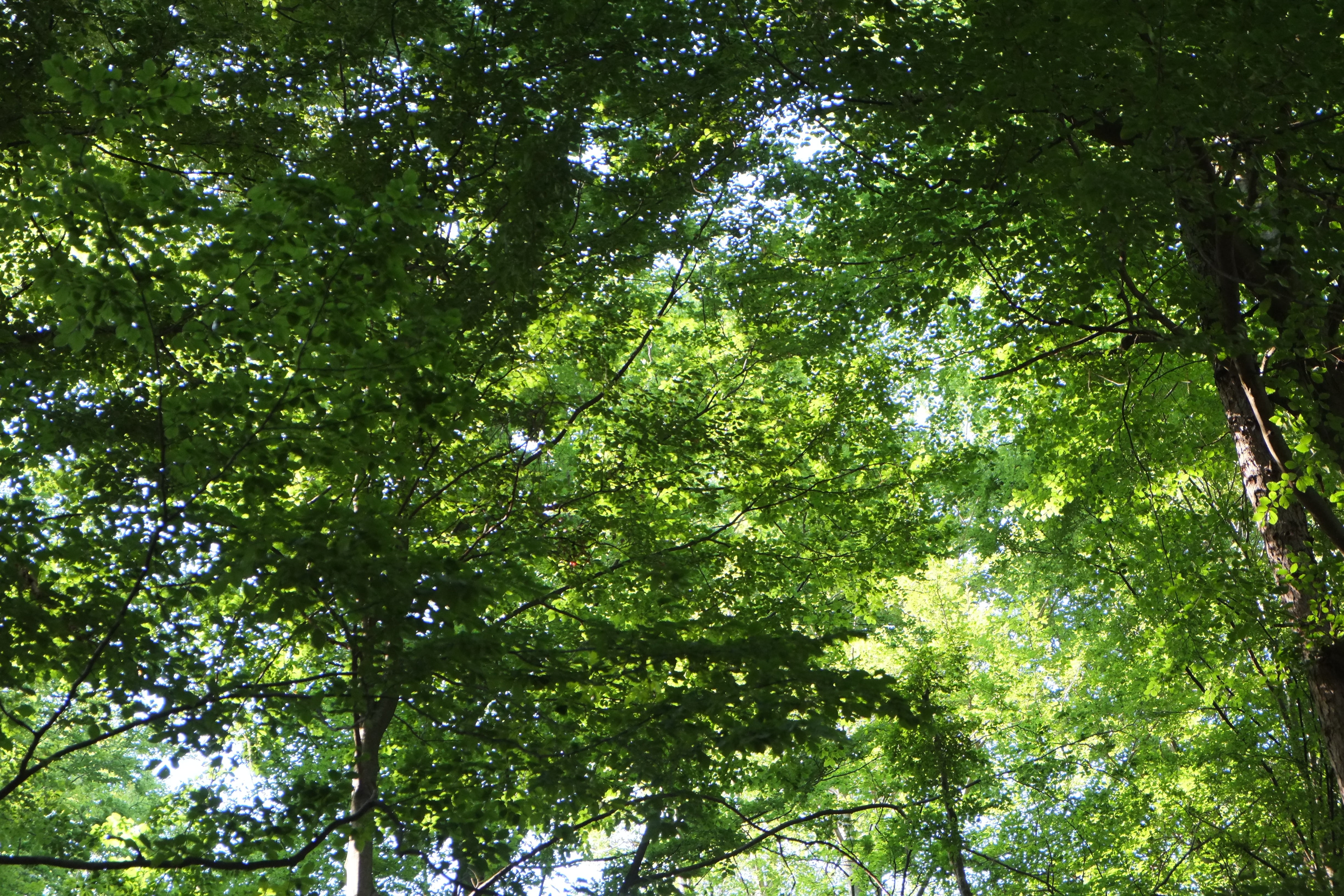 summer, beauty in nature, no people, deciduous tree, sun, environment, land, treetop, 4K, outdoors, bright, green Color, low angle view, trees, backgrounds, HD Wallpaper