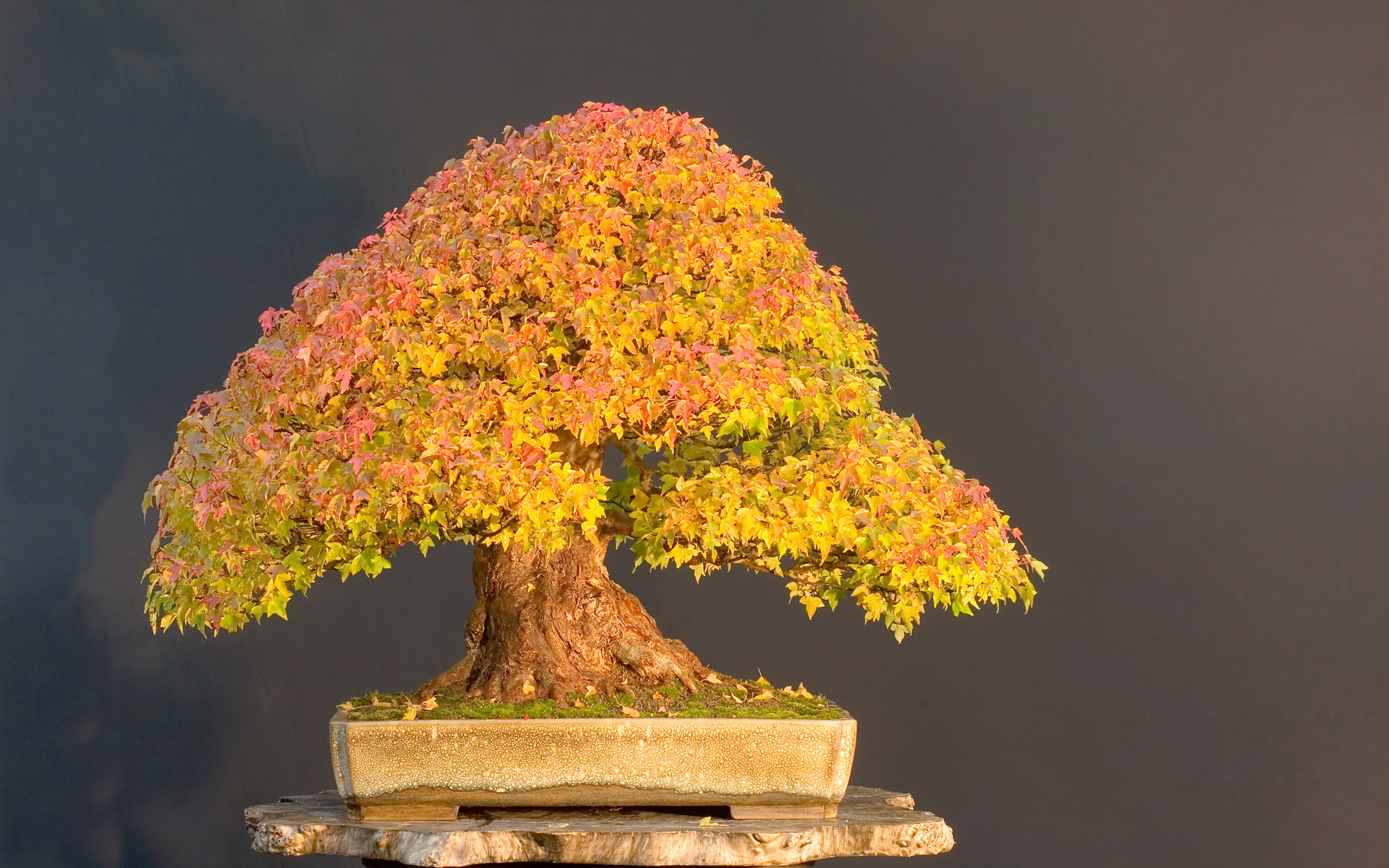 leaves, bonsai, 2K, tree, HD Wallpaper