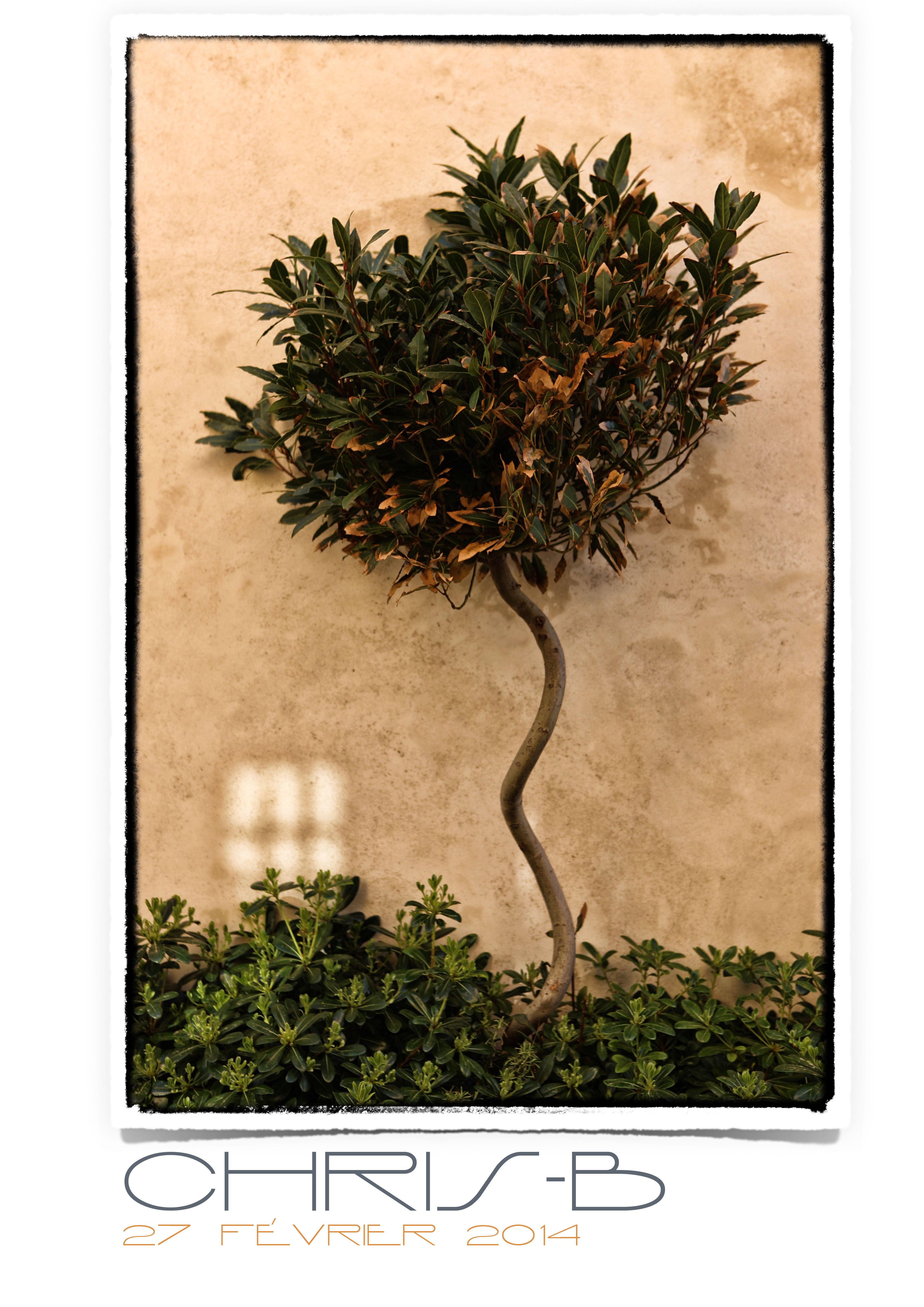 plant part, plants, communication, leaf, Saint Tropez, houseplant, marijuana - herbal cannabis, wall - building feature, tree, trees, text, plant, no people, Phone HD Wallpaper