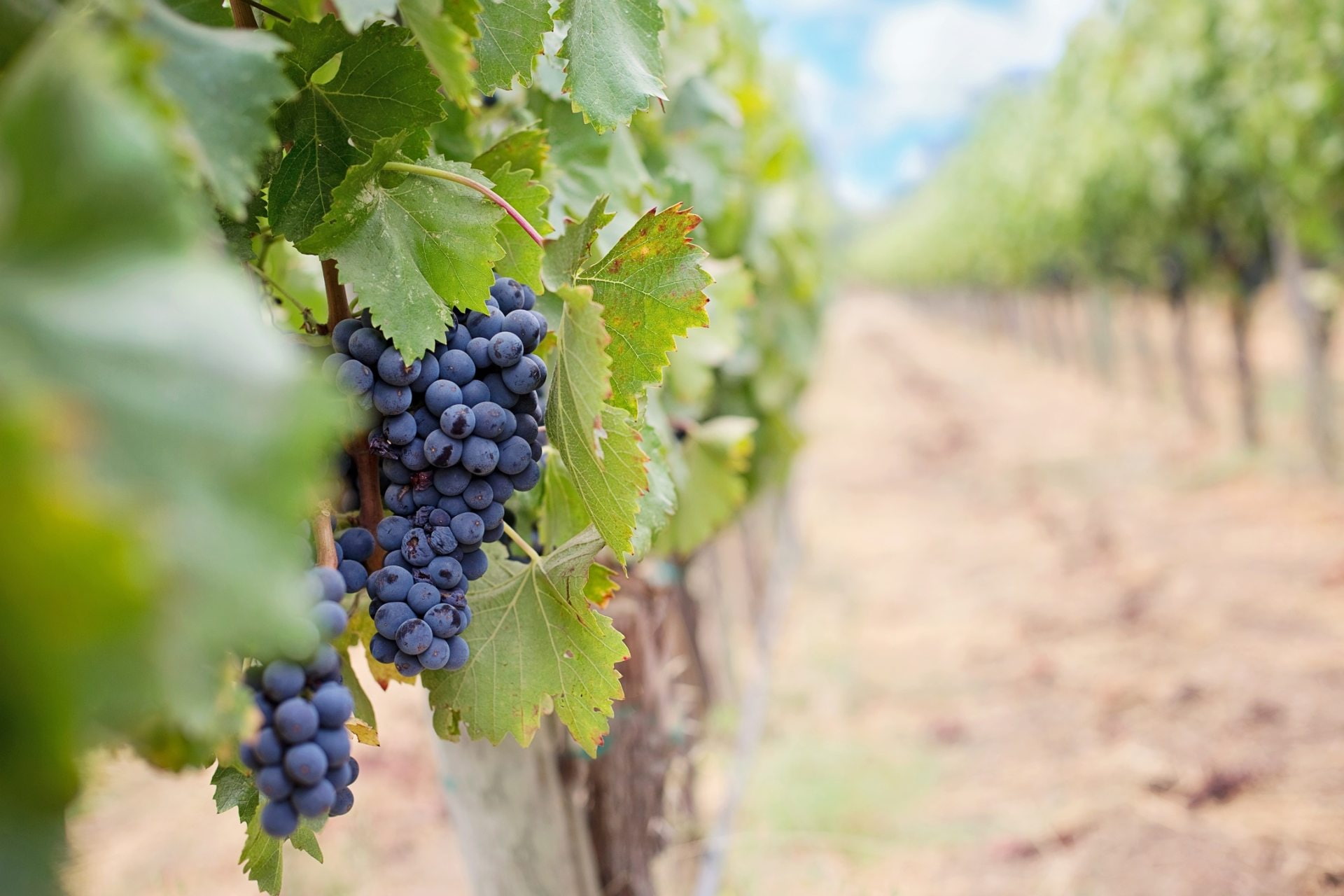 leaves, fruit, 1080P, grapes, wine, HD Wallpaper
