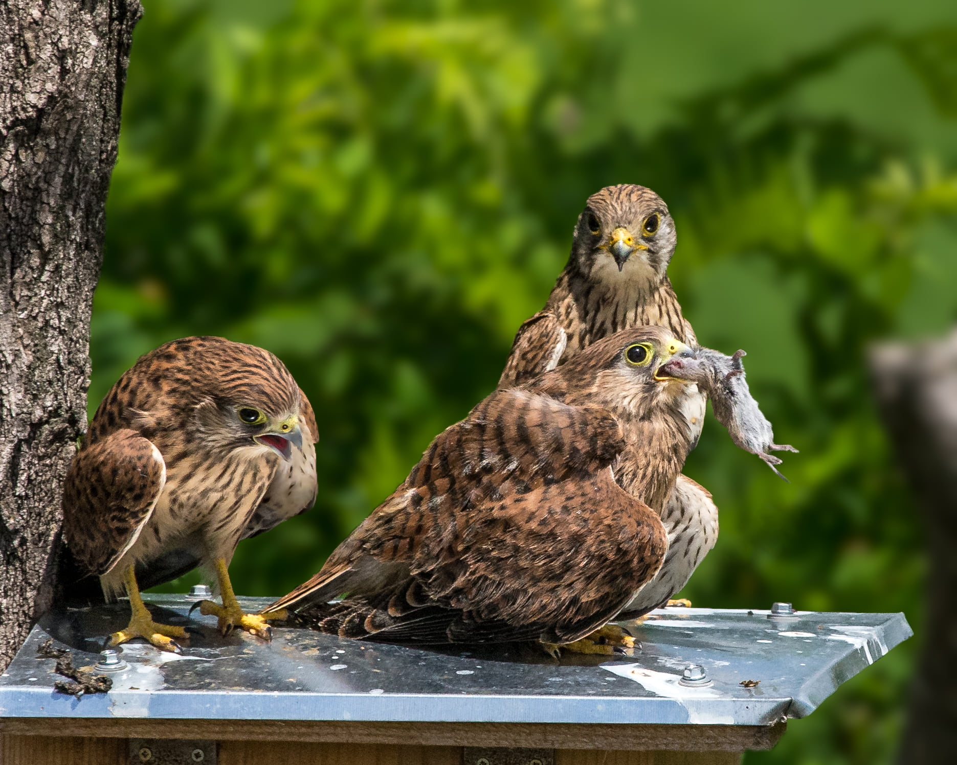 nature, three, close up photography, feather, wildlife, photography, beak, brown, bird of Prey, animal, Kestrel, animals In The Wild, close, Fledgling, HD Wallpaper