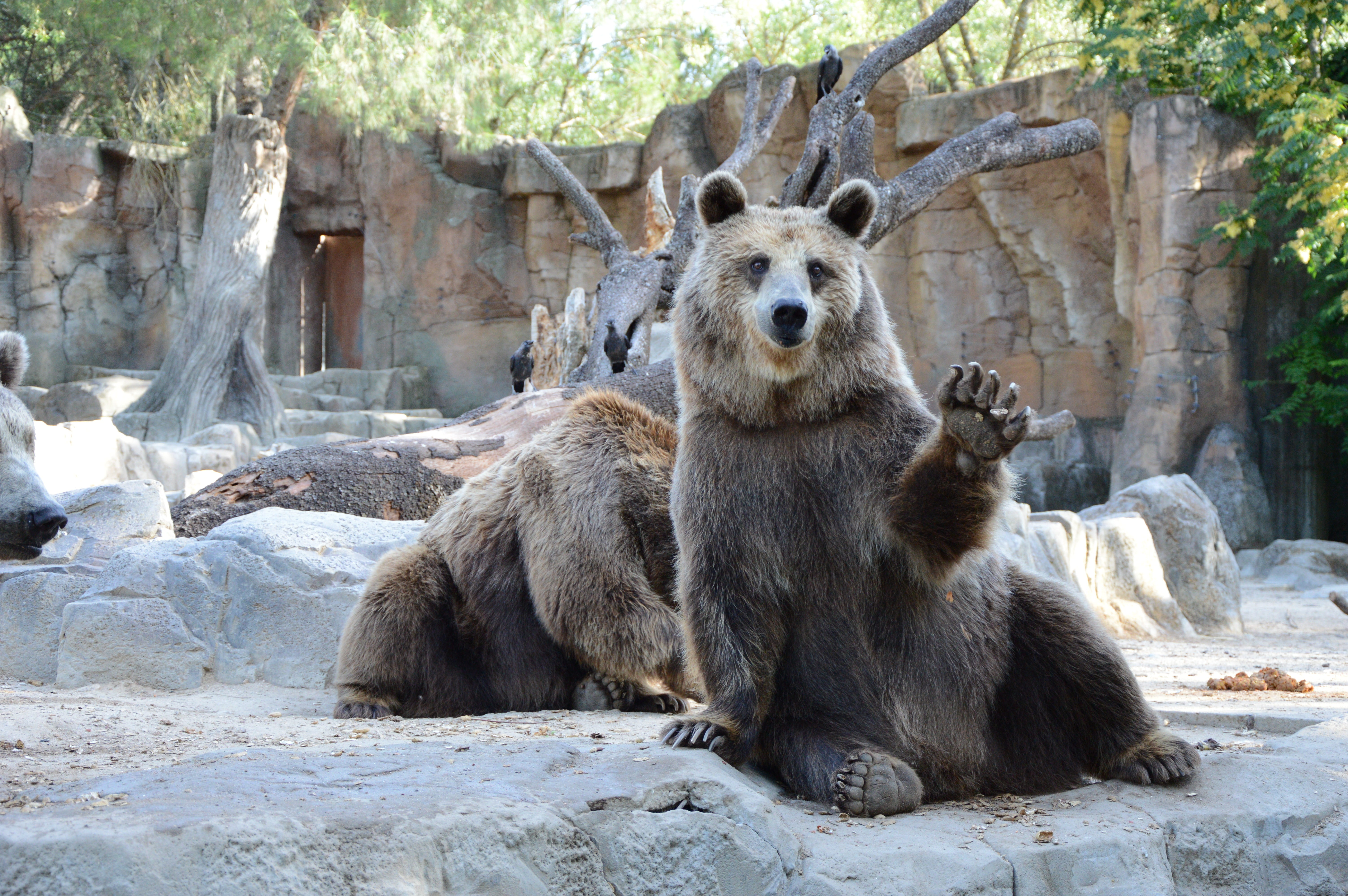 grizzly, ground, gray, focus on foreground, zoological gardens, teeth, wild, zoo, manto, madrid, sitting, animals in the wild, two, outdoors, game, savannah, HD Wallpaper