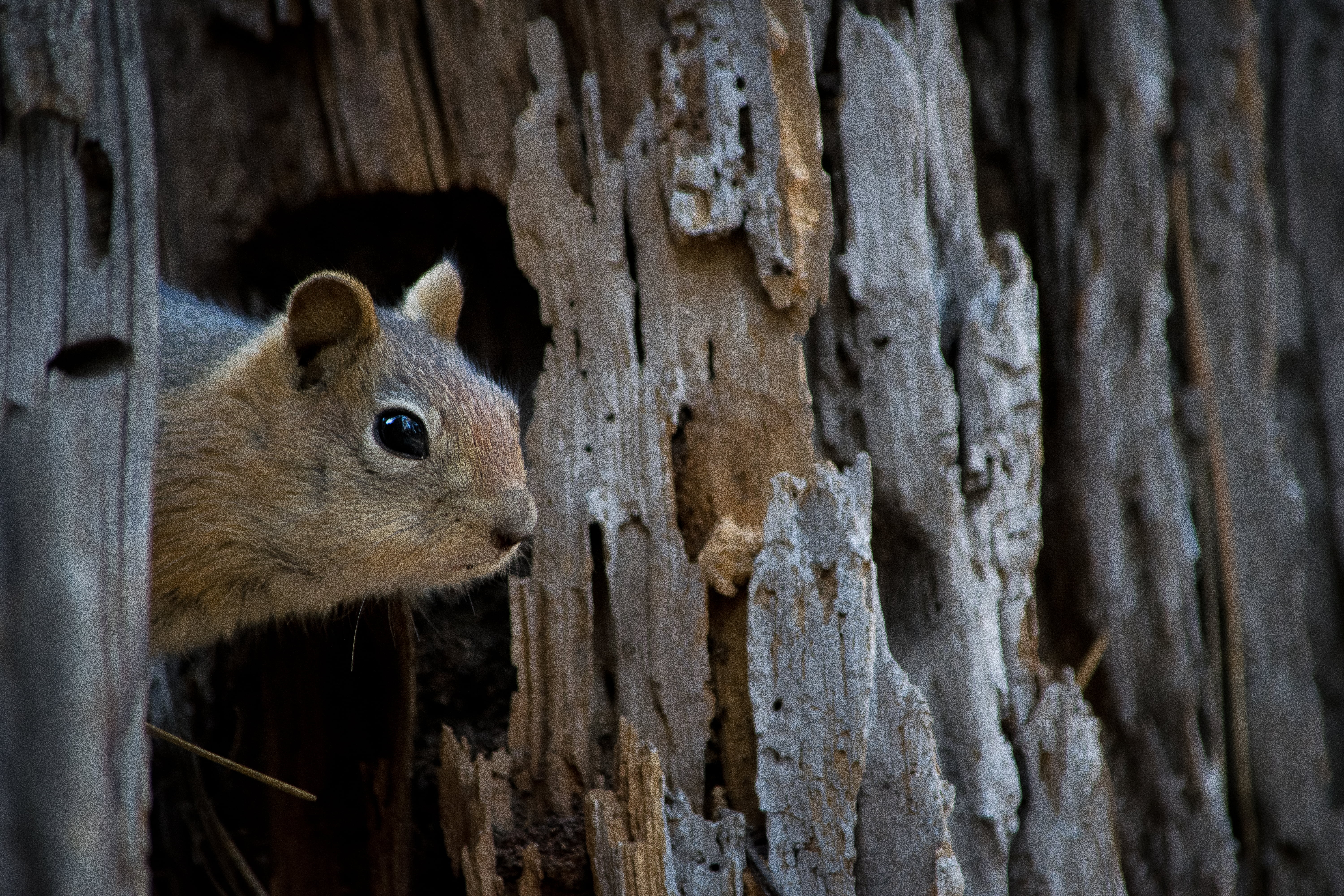 beside, trunk, golden, Oregon High Desert, tree, animal, mammal, outdoors, brown, Central Oregon, Wildlife, forest, ground, mantled, tree trunk, cute, squirrel, HD Wallpaper