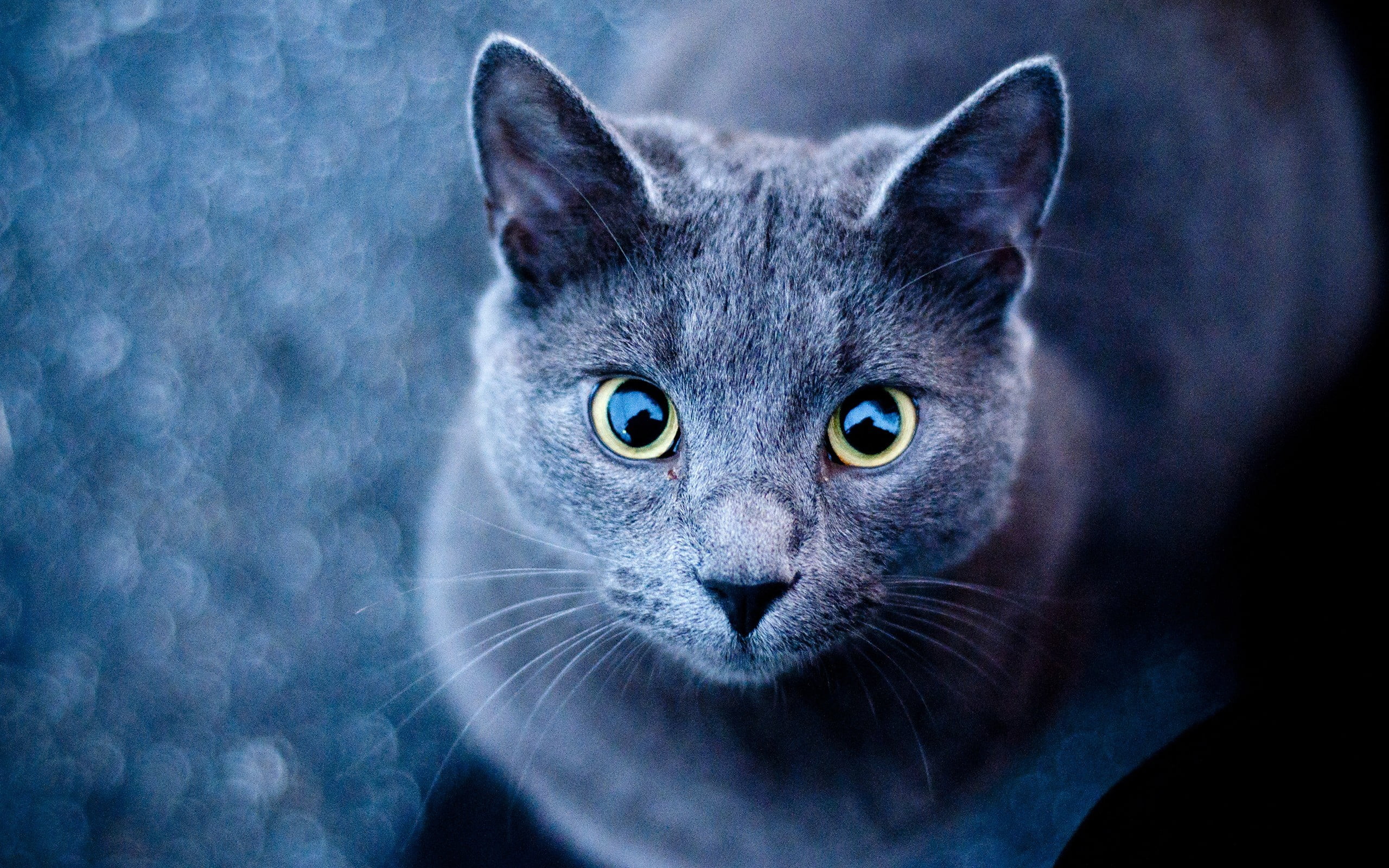 domestic animals, cat, animal body part, one animal, animal head, animals, animal eye, animal themes, mammal, no people, vertebrate, looking at camera, HD Wallpaper