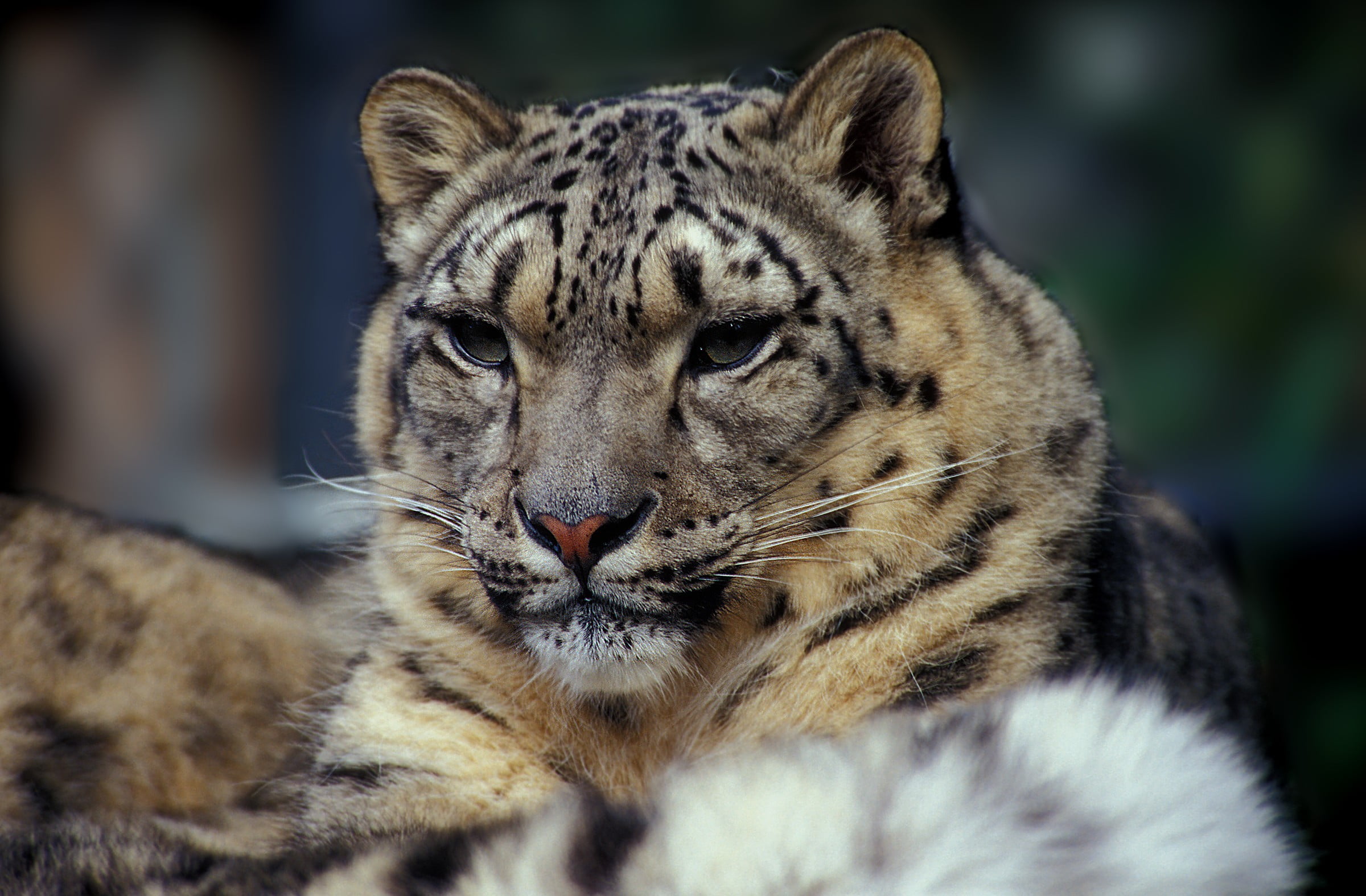 no people, close-up, focus on foreground, mammal, vertebrate, animal markings, black, 1080P, animal head, animal wildlife, tiger, relaxation, feline, cat, HD Wallpaper