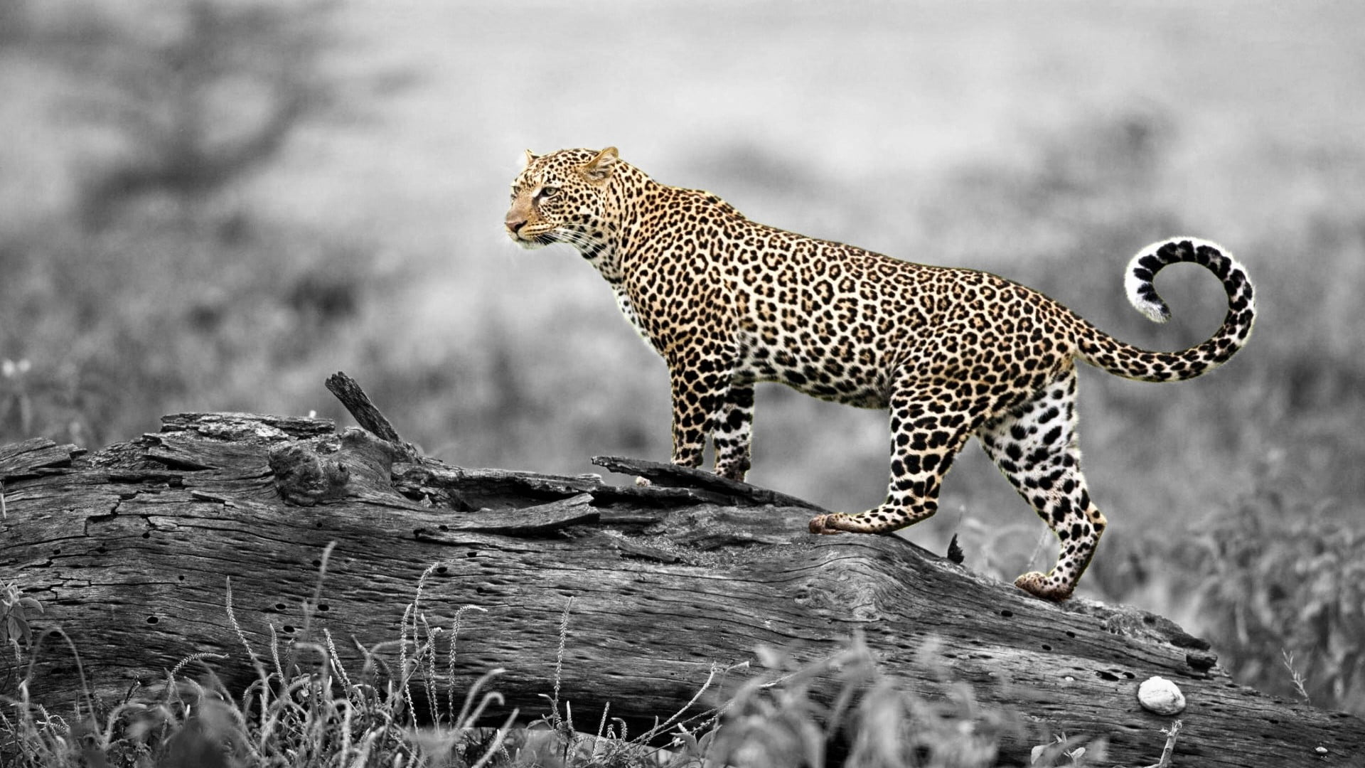 black, spotted, hunting, cat, carnivora, white, mammal, tree, nature, print, animals hunting, wood, survival, no people, animal wildlife, feline, selective coloring, HD Wallpaper