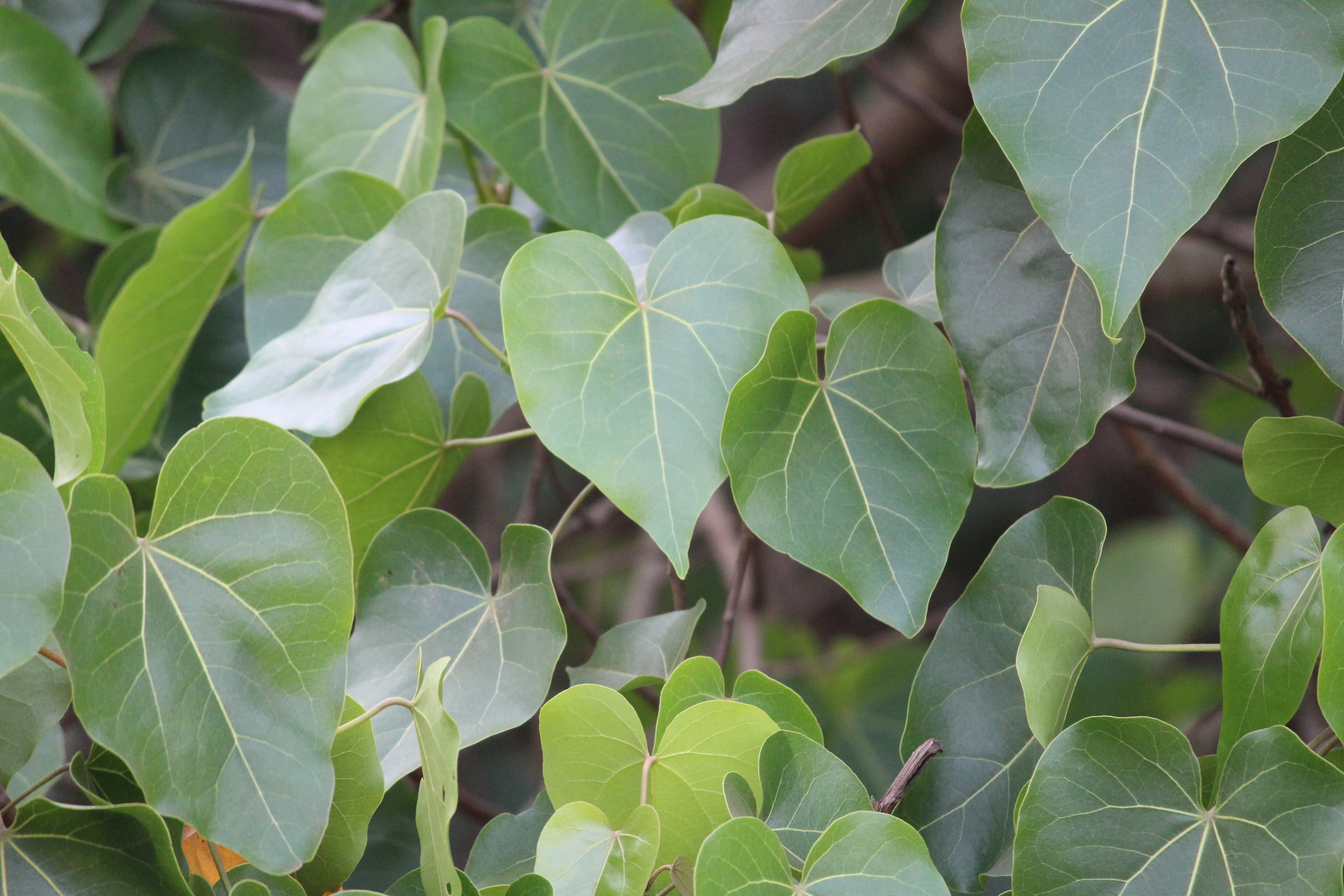 outdoors, plant, no people, high angle view, plant part, #godothegreat, green color, botany, peeapal, nagaon, beauty in nature, 5K, leaves, land, vulnerability, HD Wallpaper