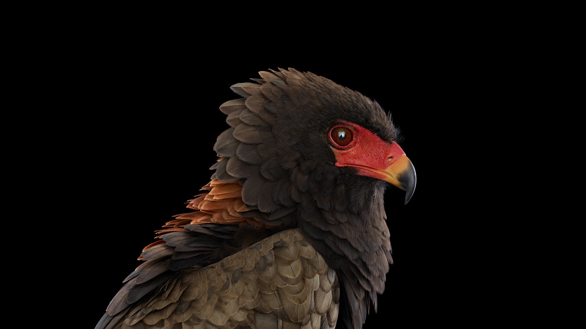 beak, black background, animal themes, animal head, profile view, indoors, vertebrate, animal, looking away, no people, birds, studio shot, eagle, falcon - bird, HD Wallpaper