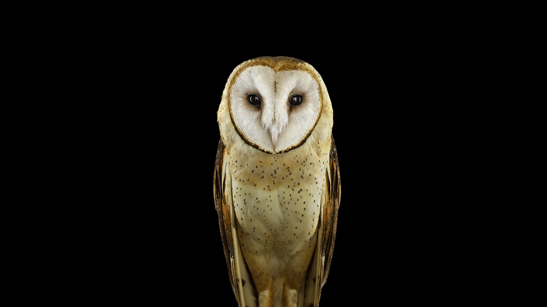 no people, black background, copy space, owl, cut out, animal body part, looking at camera, animal head, 1080P, photography, studio shot, one animal, animal eye, HD Wallpaper